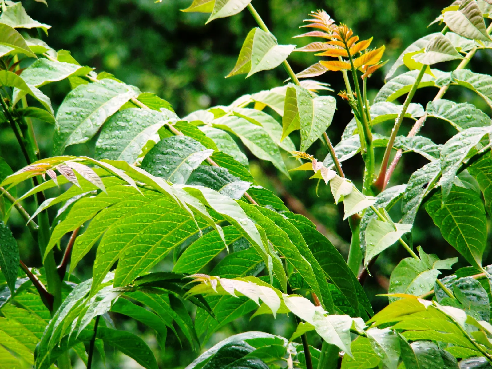 Tree Of Heaven (Ailanthus Altissima) — with a tendency to spread aggressively through root suckers and seeds; additionally, it produces a chemical that can