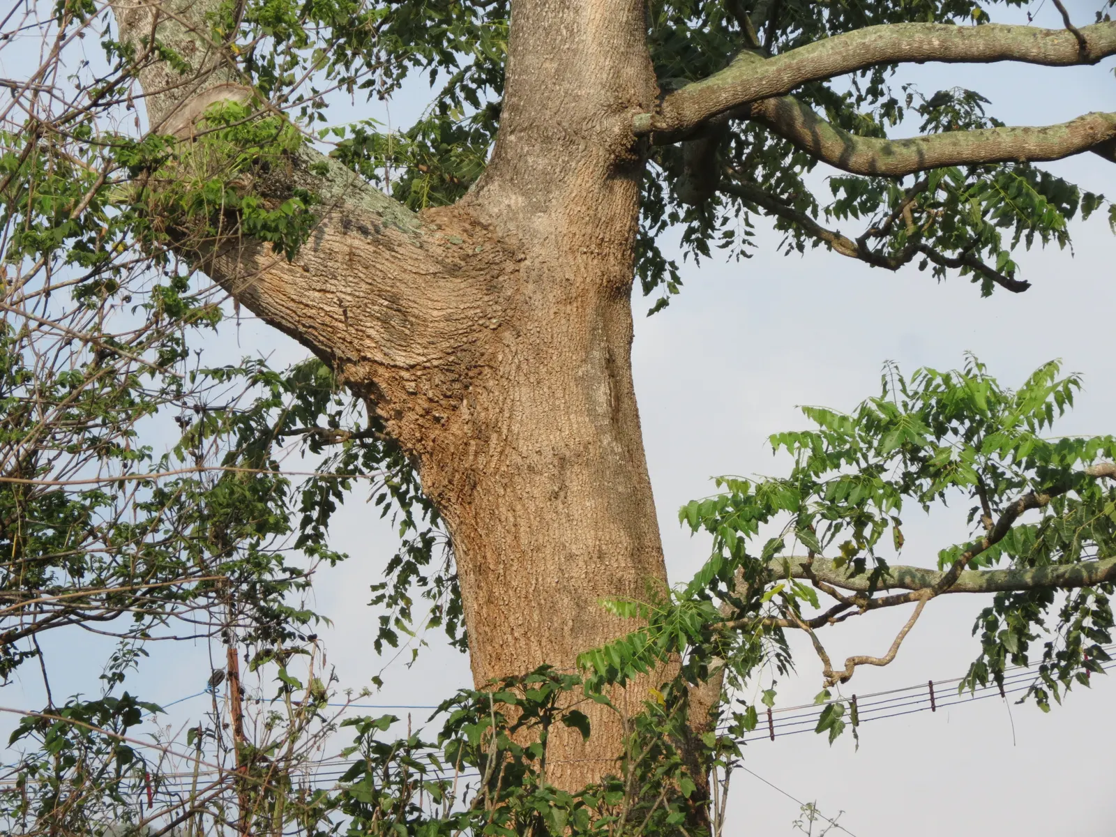 Tree Of Heaven (Ailanthus Altissima) — Additionally, it produces a chemical that can inhibit growth in nearby plants; is a robust deciduous tree, image 86