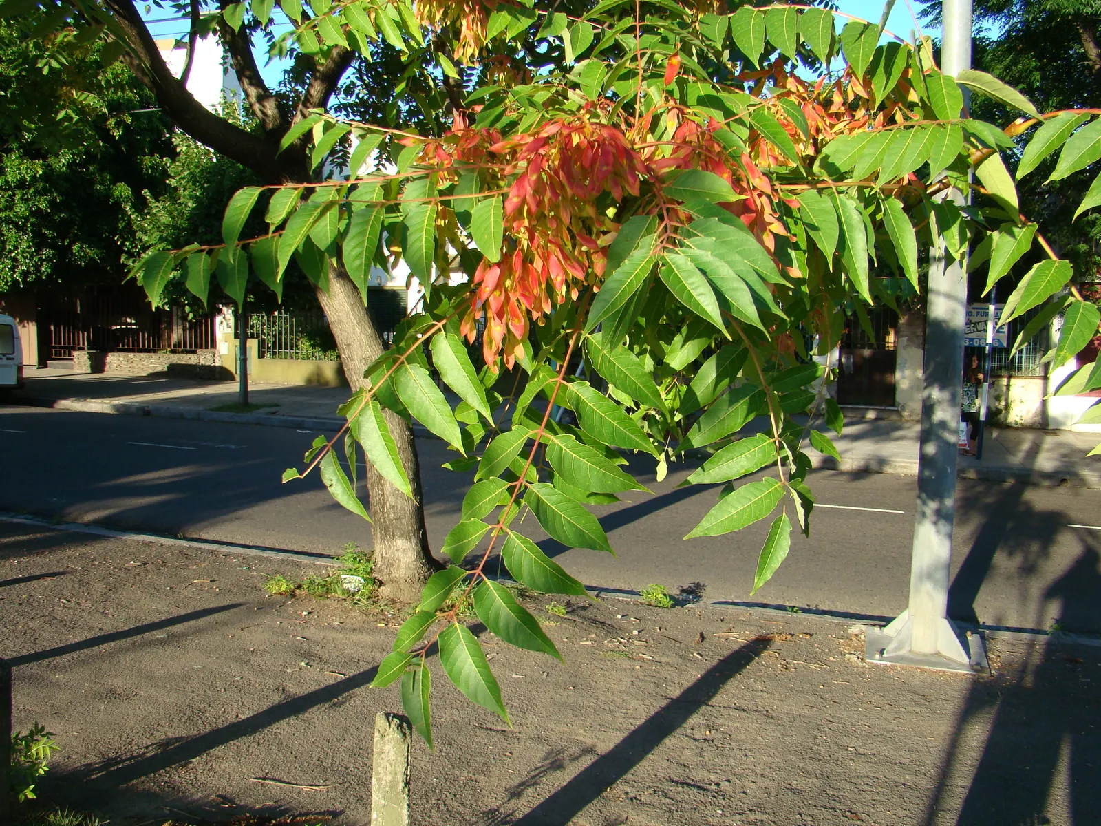 Tree Of Heaven (Ailanthus Altissima) — tree with yellow blooms