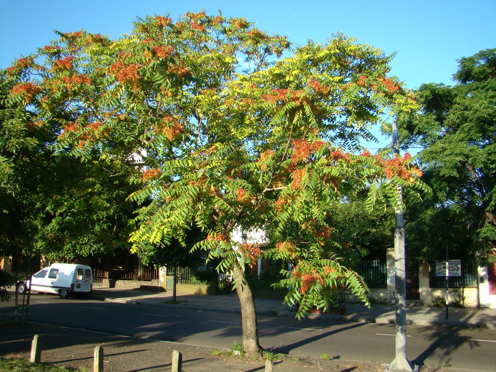 Tree Of Heaven (Ailanthus Altissima) — With a canopy spread of about 40 to 70 feet, this robust tree provides ample shade