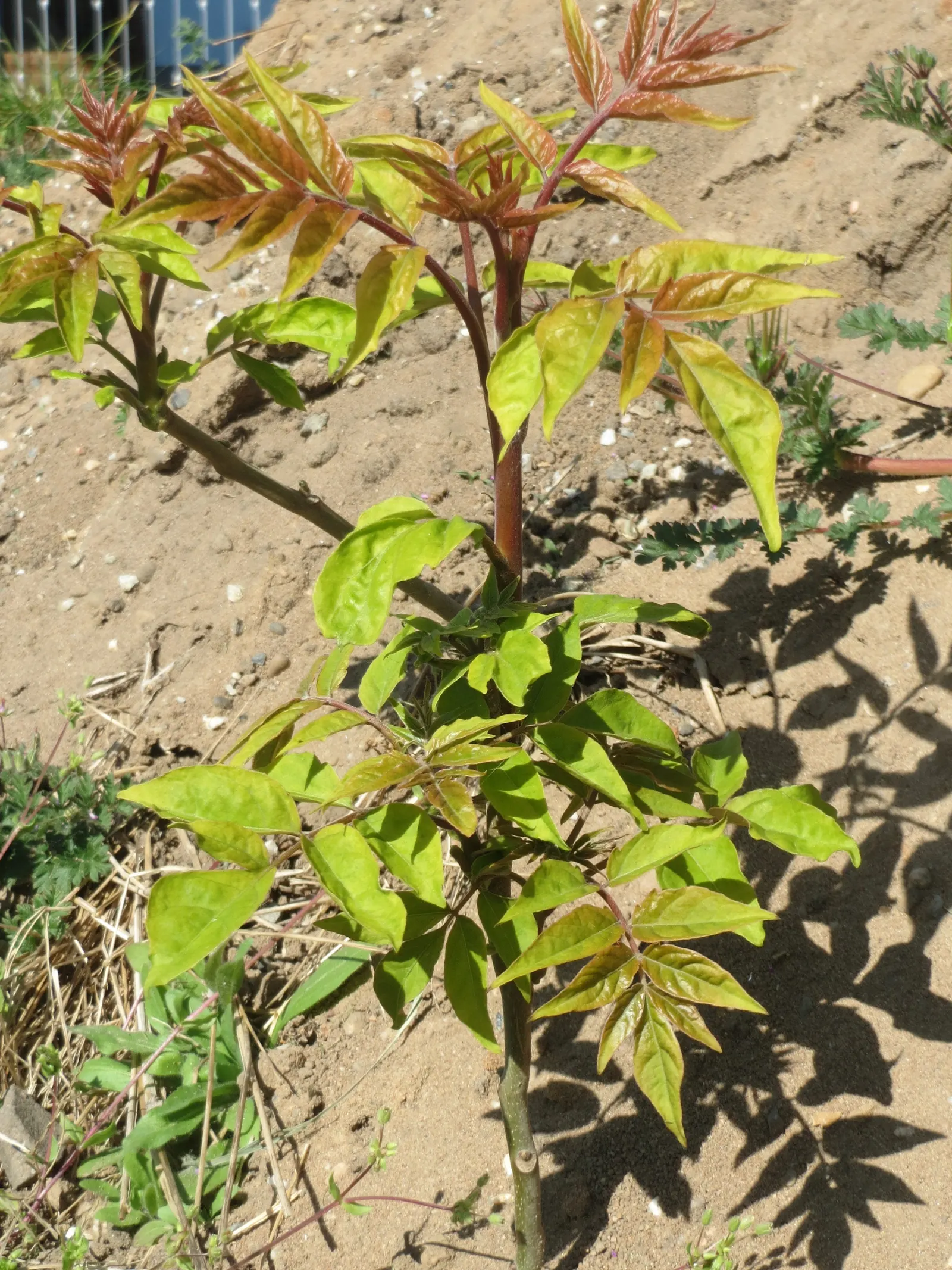 Tree Of Heaven (Ailanthus Altissima) — the Tree of Heaven is hardy in USDA zones 4 to 8, image 35