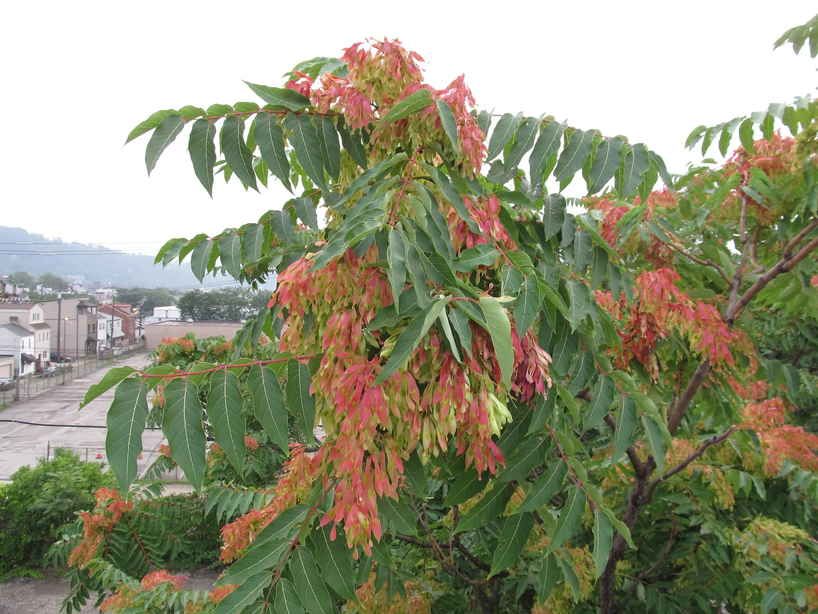 Tree Of Heaven (Ailanthus Altissima) — Notably tolerant of urban conditions; resilient to pollution and poor soils, it thrives in zones 4-8, image 106