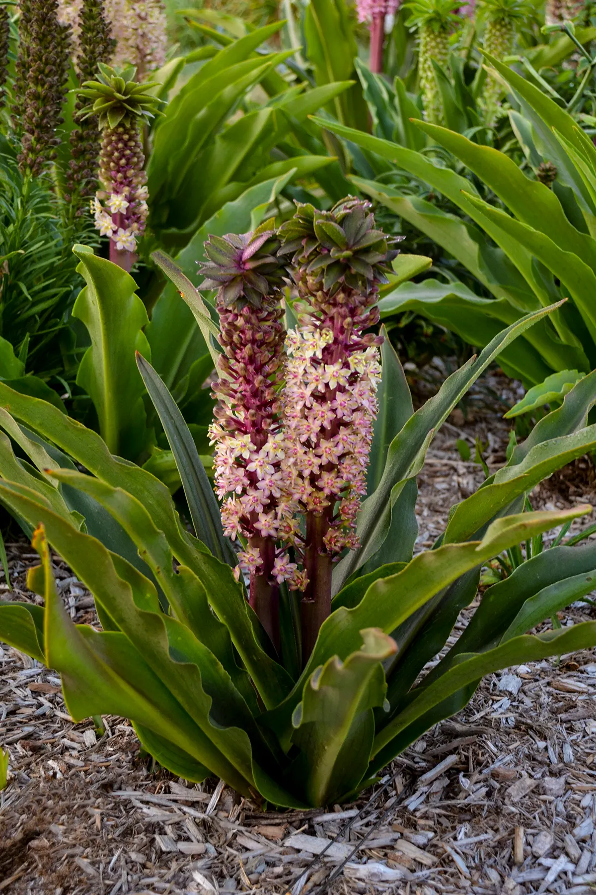 'Princess Bride' Pineapple Lily (Eucomis hybrid) — It grows 18-20 inches tall and about 24 inches wide
