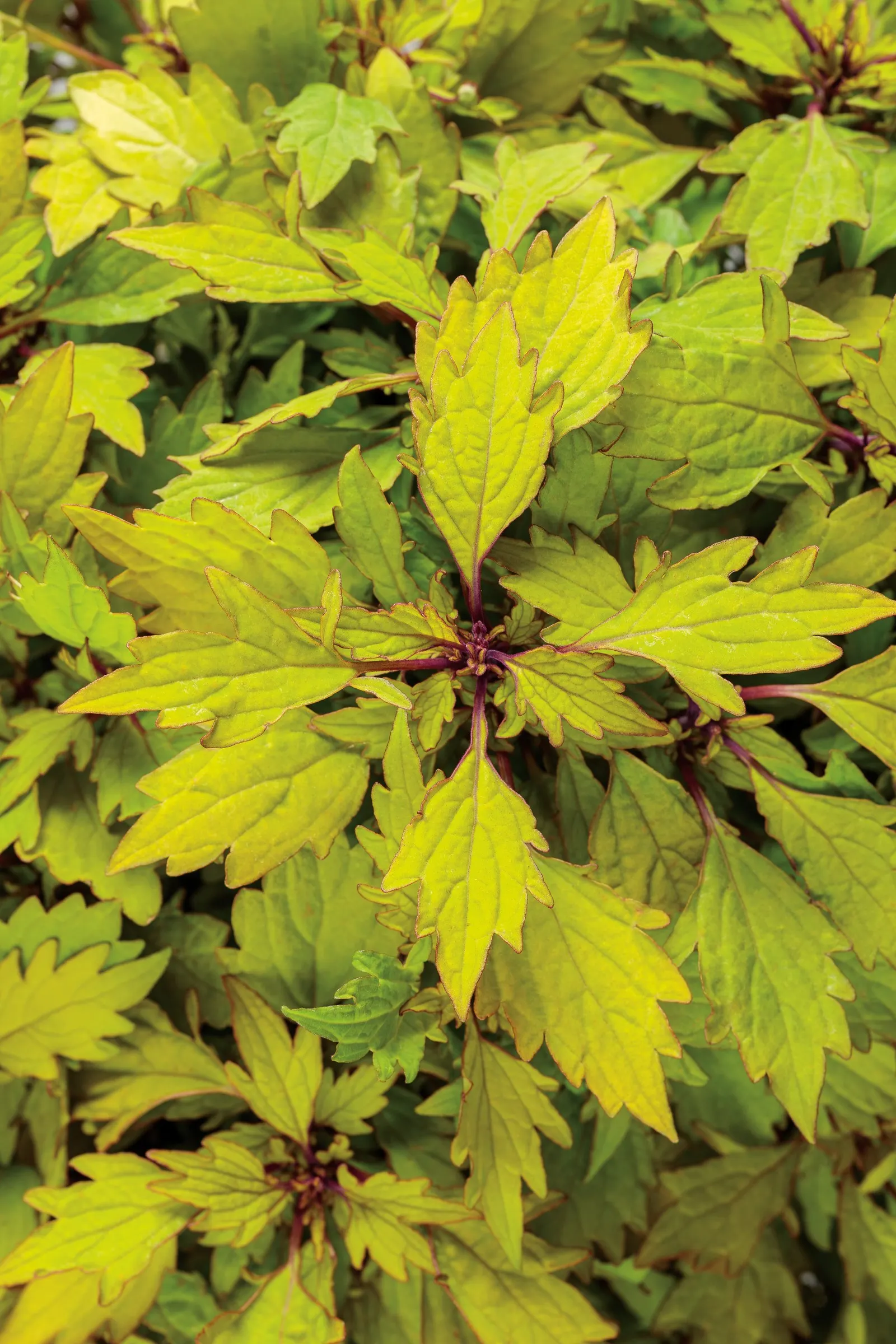 Royale Pineapple Brandy™ Coleus (Coleus scutellarioides) — well-drained soil with consistent moisture