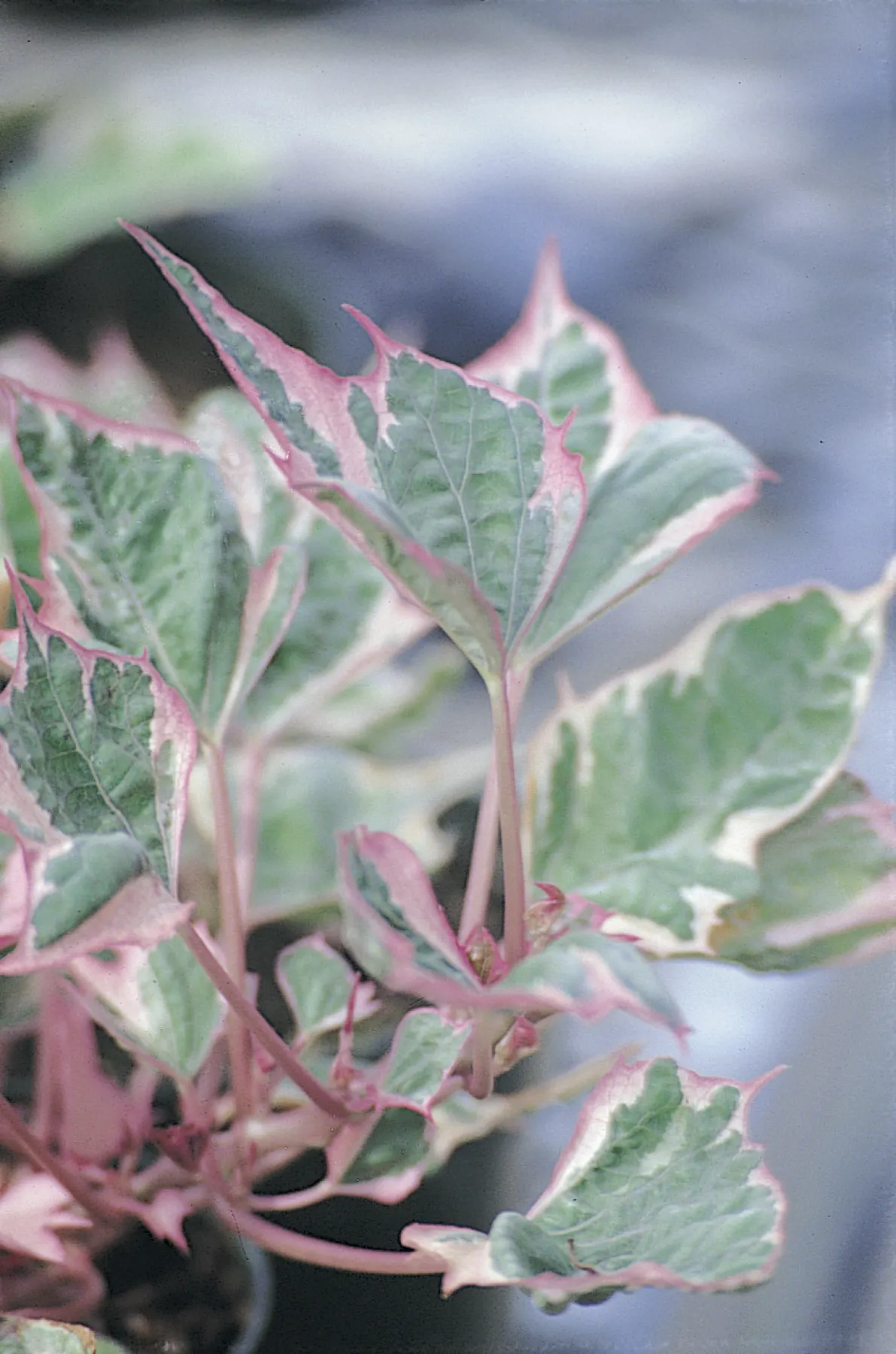 Tricolor Sweet Potato Vine (Ipomoea batatas) — Proven Winners - Tricolor - Sweet Potato Vine - Ipomoea batatas none plant details, information and resources
