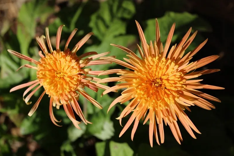 Orange African Daisy (Arctotis Hybrids 'Orange') — The Arctotis hybrid 'Orange'