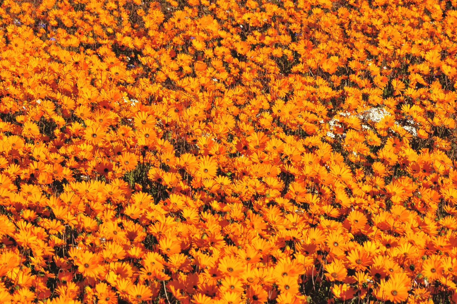 Orange African Daisy (Arctotis Hybrids 'Orange') — boasts vibrant orange blooms with a dark eye
