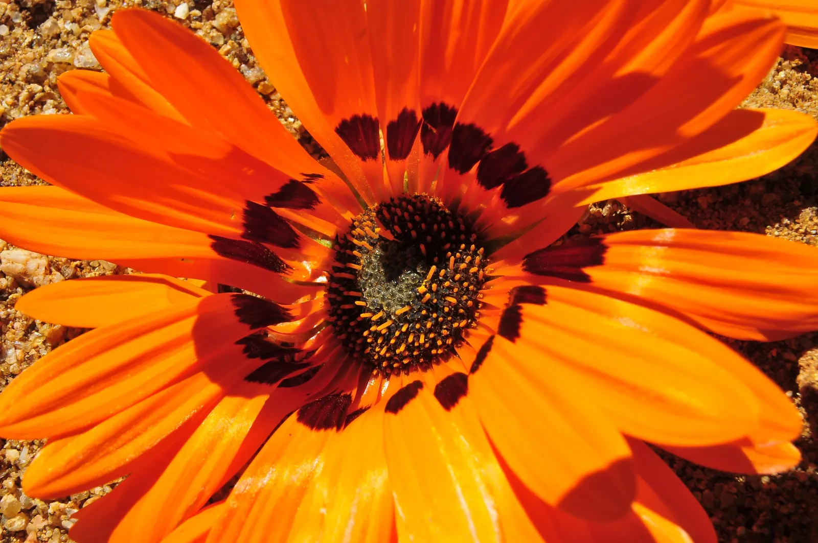 Orange African Daisy (Arctotis Hybrids 'Orange') — mounding growth habit spans 18-24 inches wide and up to 12-18 inches tall