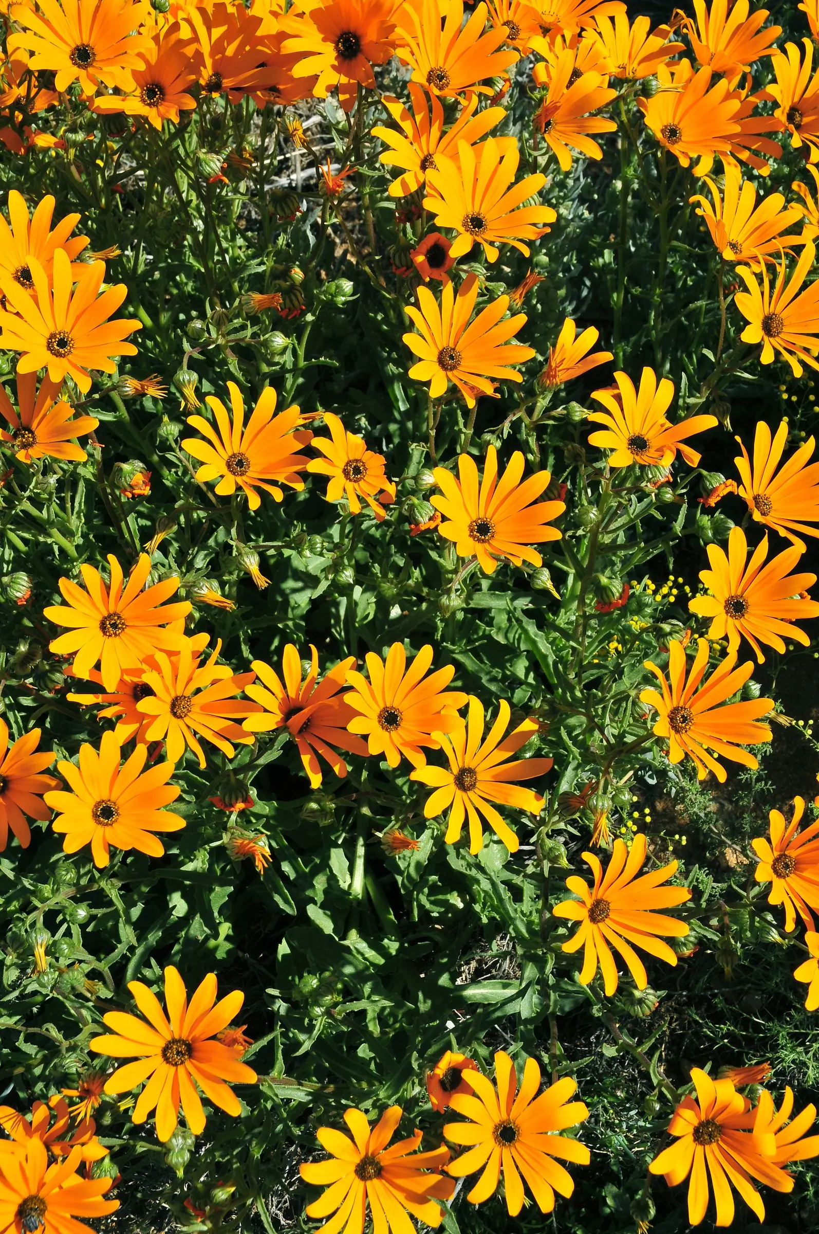 Orange African Daisy (Arctotis Hybrids 'Orange') — illuminating gardens from summer to fall