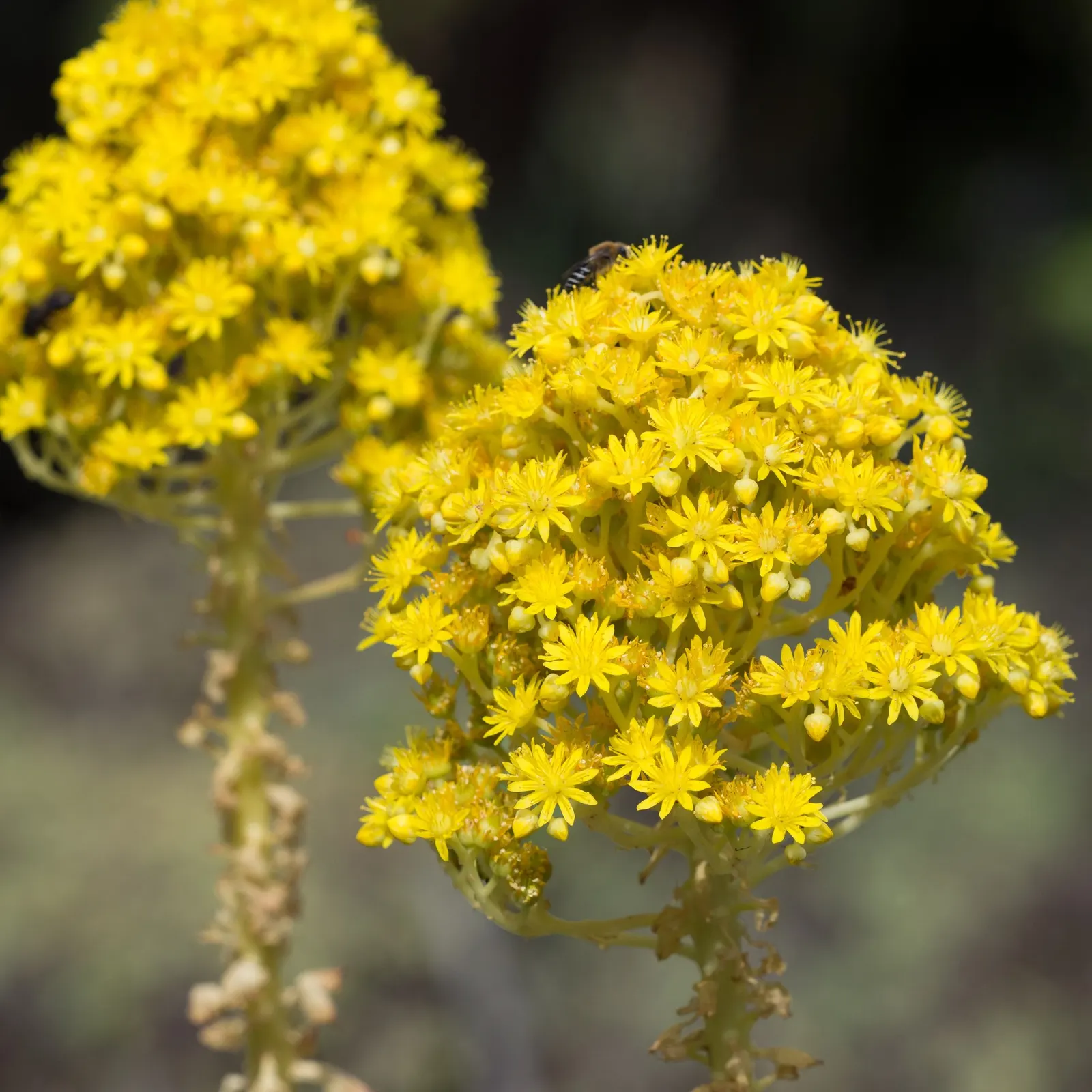 Plum Petals Aeonium (Aeonium 'Plum Petals') — This low-maintenance perennial reaches 2 feet in height and 1.5 feet in spread, thriving in USDA zones 9-11
