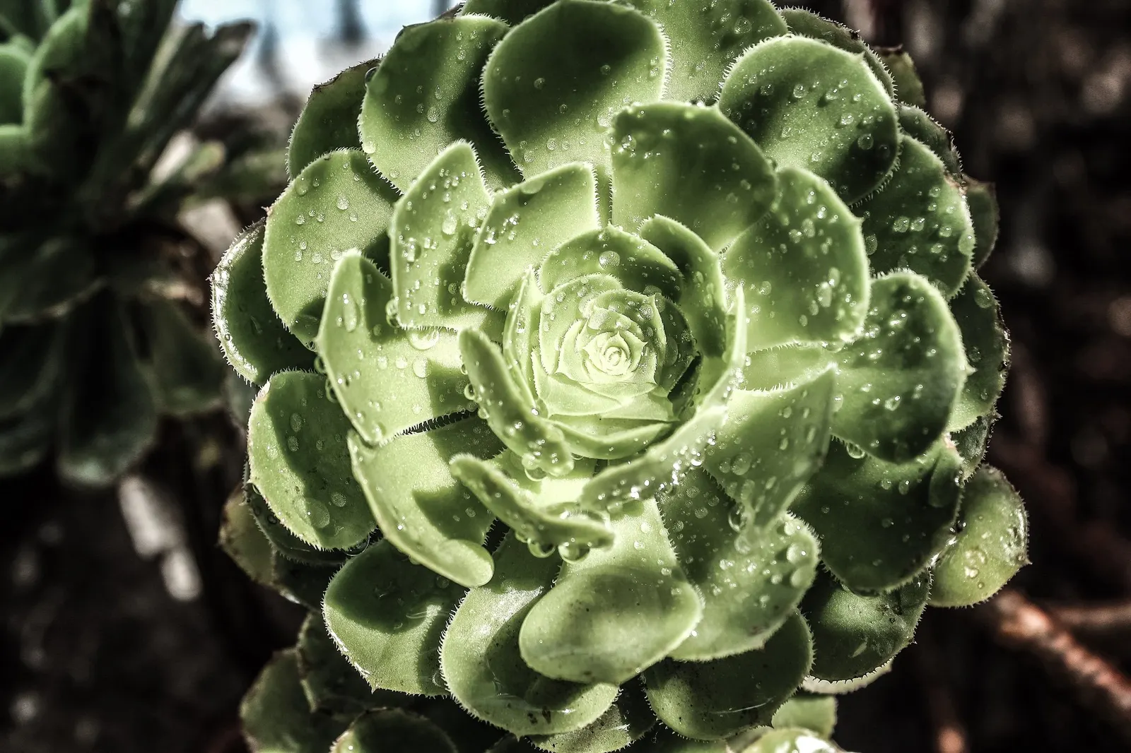 Plum Petals Aeonium (Aeonium 'Plum Petals') — This particular hybrid is a member of the Crassulaceae family
