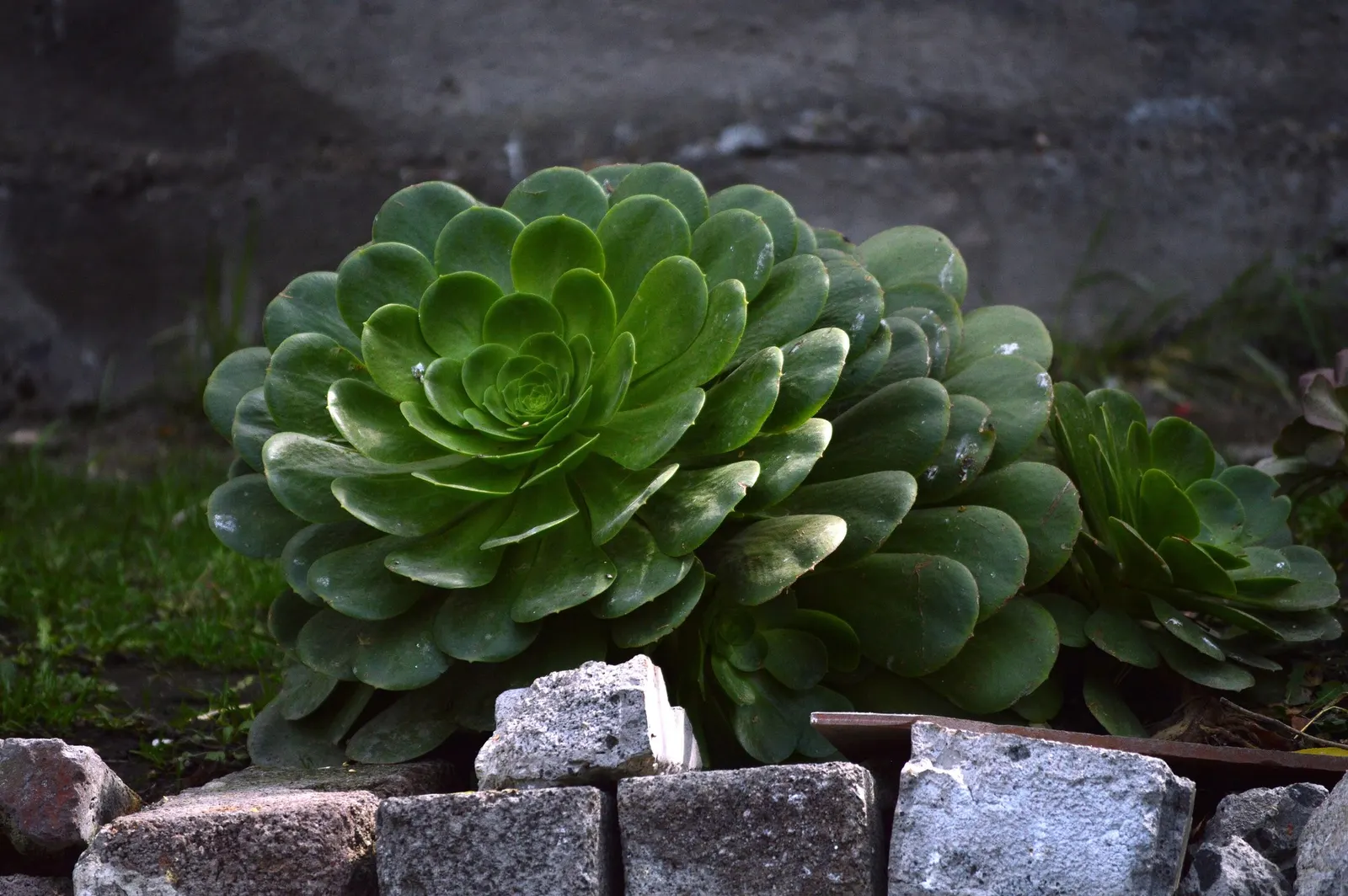 Plum Petals Aeonium (Aeonium 'Plum Petals') — Minimal watering is required, perfect for drought-tolerant landscapes
