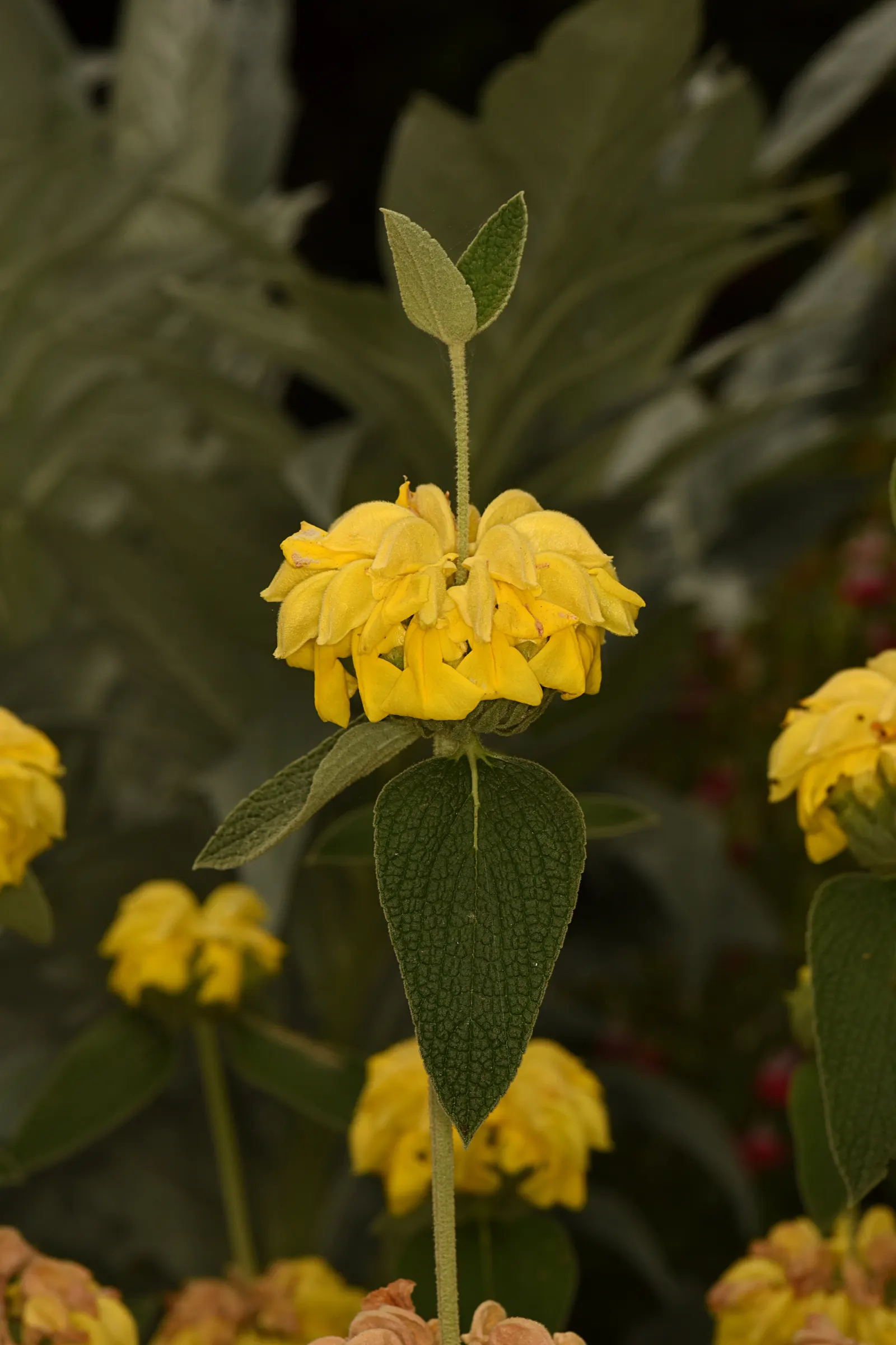 Jerusalem Sage (Phlomis Fruticosa 'Compact Form') — The Jerusalem Sage 'Compact Form' (Phlomis fruticosa) is a drought-tolerant, evergreen shrub