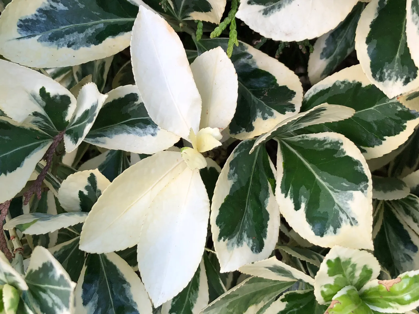 White Variegated Euonymus (Euonymus Japonicus 'Silver Queen') — The Euonymus japonicus 'Silver Queen' is a striking evergreen showcasing glossy