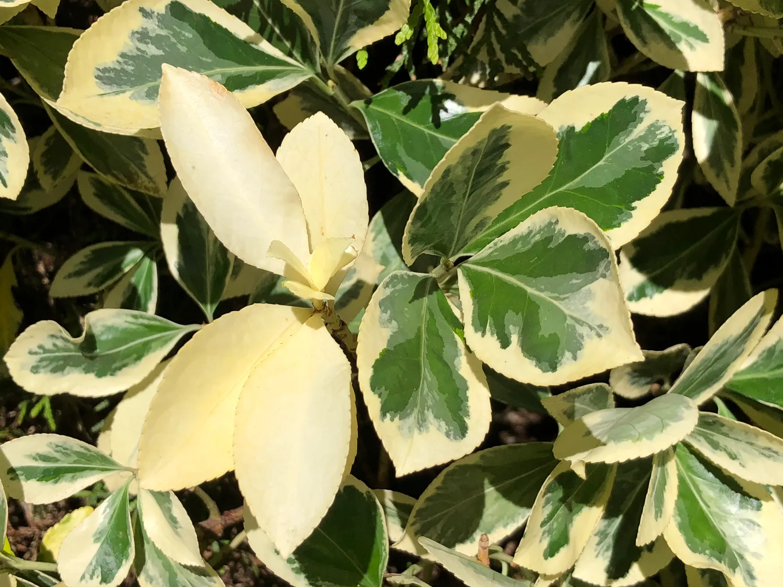 White Variegated Euonymus (Euonymus Japonicus 'Silver Queen') — green leaves edged with creamy white