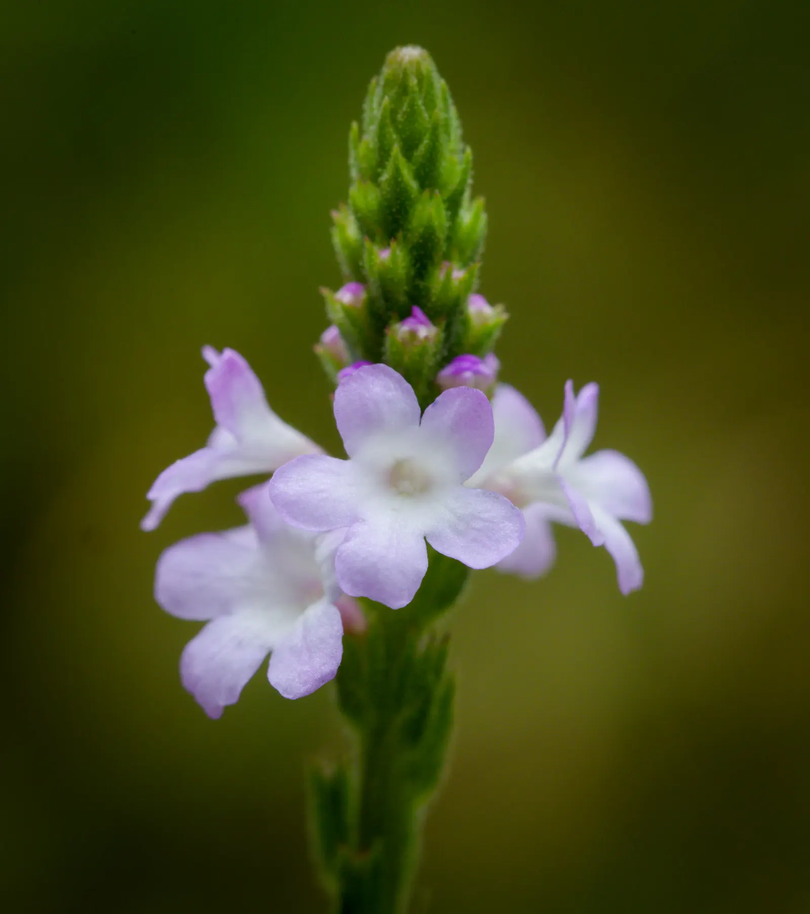 Common Verbena (Verbena Peruviana Cv.) — Drought-tolerant once established, it attracts butterflies and performs well in USDA zones 7-11; although it tolerates