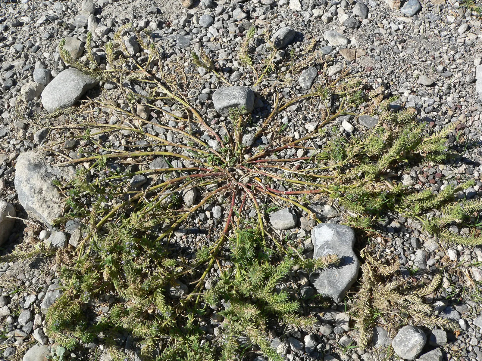 Common Verbena (Verbena Peruviana Cv.) — offering excellent ground cover; periodic deadheading of spent blossoms is recommended