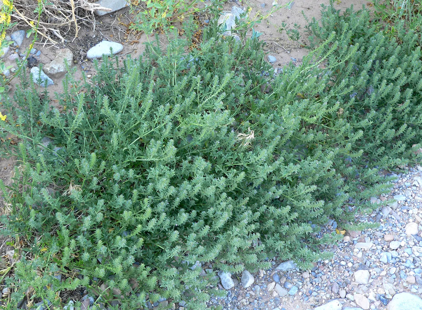 Common Verbena (Verbena Peruviana Cv.) — offering excellent ground cover