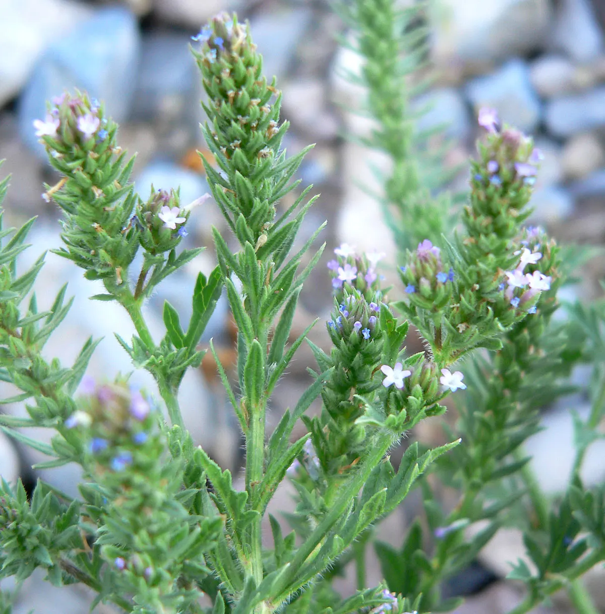 Common Verbena (Verbena Peruviana Cv.) — This sun-loving plant exhibits a spreading growth habit; although it tolerates moderate drought conditions once