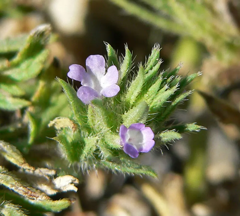 Common Verbena (Verbena Peruviana Cv.) — This low-growing plant reaches heights of 12 inches and spreads up to 24 inches