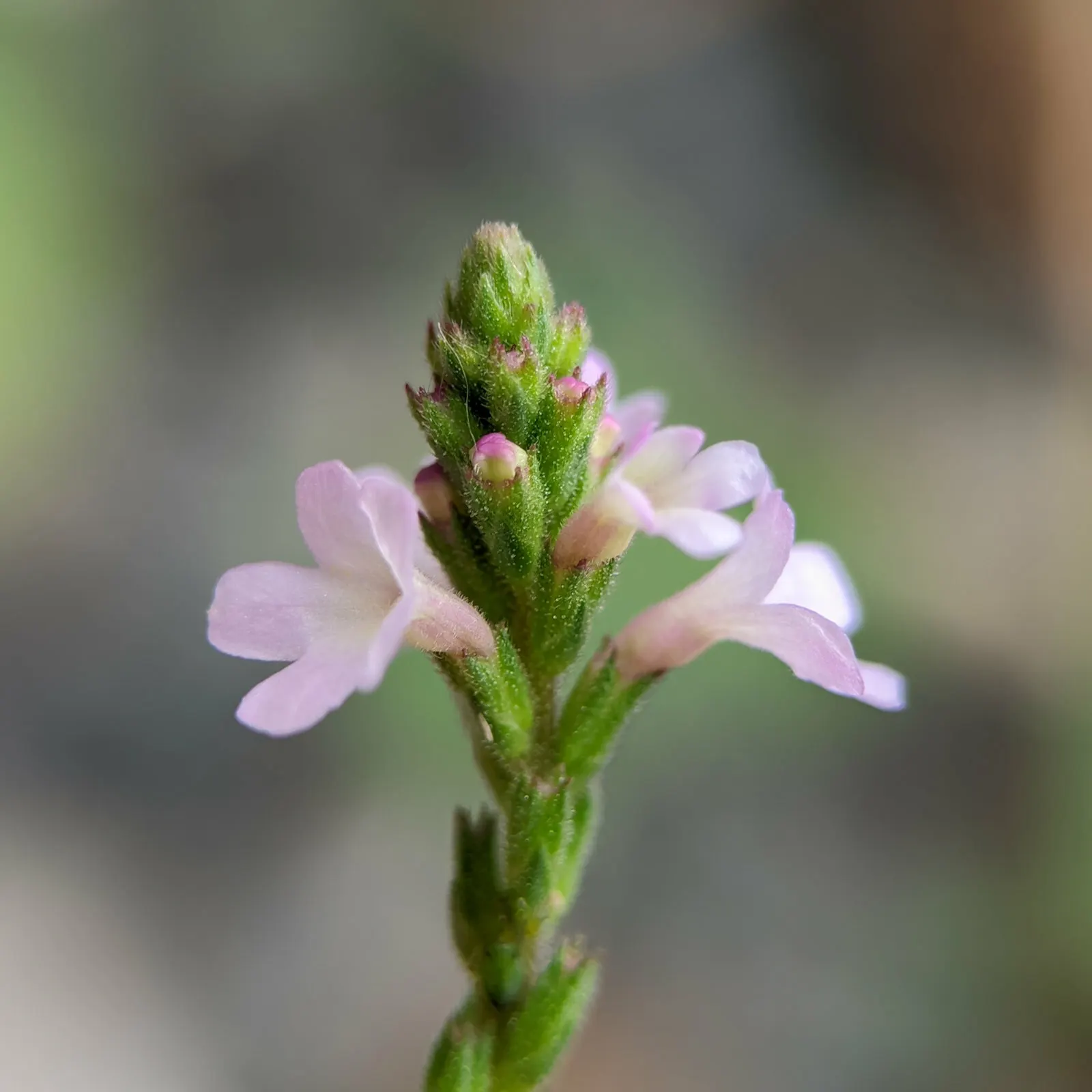 Common Verbena (Verbena Peruviana Cv.) — It thrives in full sun and well-drained soil, delivering a lengthy bloom period from spring to fall, image 25