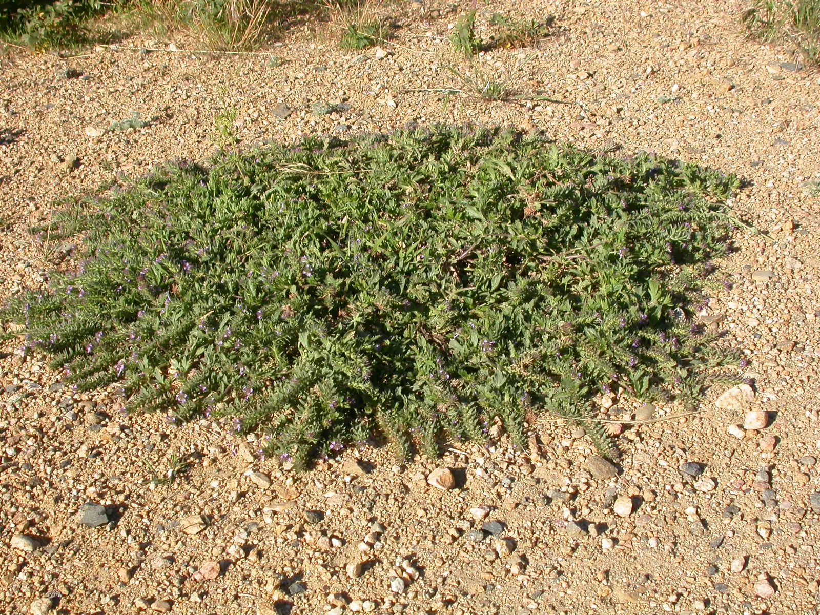 Common Verbena (Verbena Peruviana Cv.) — To keep the plant looking tidy and to promote continued flowering