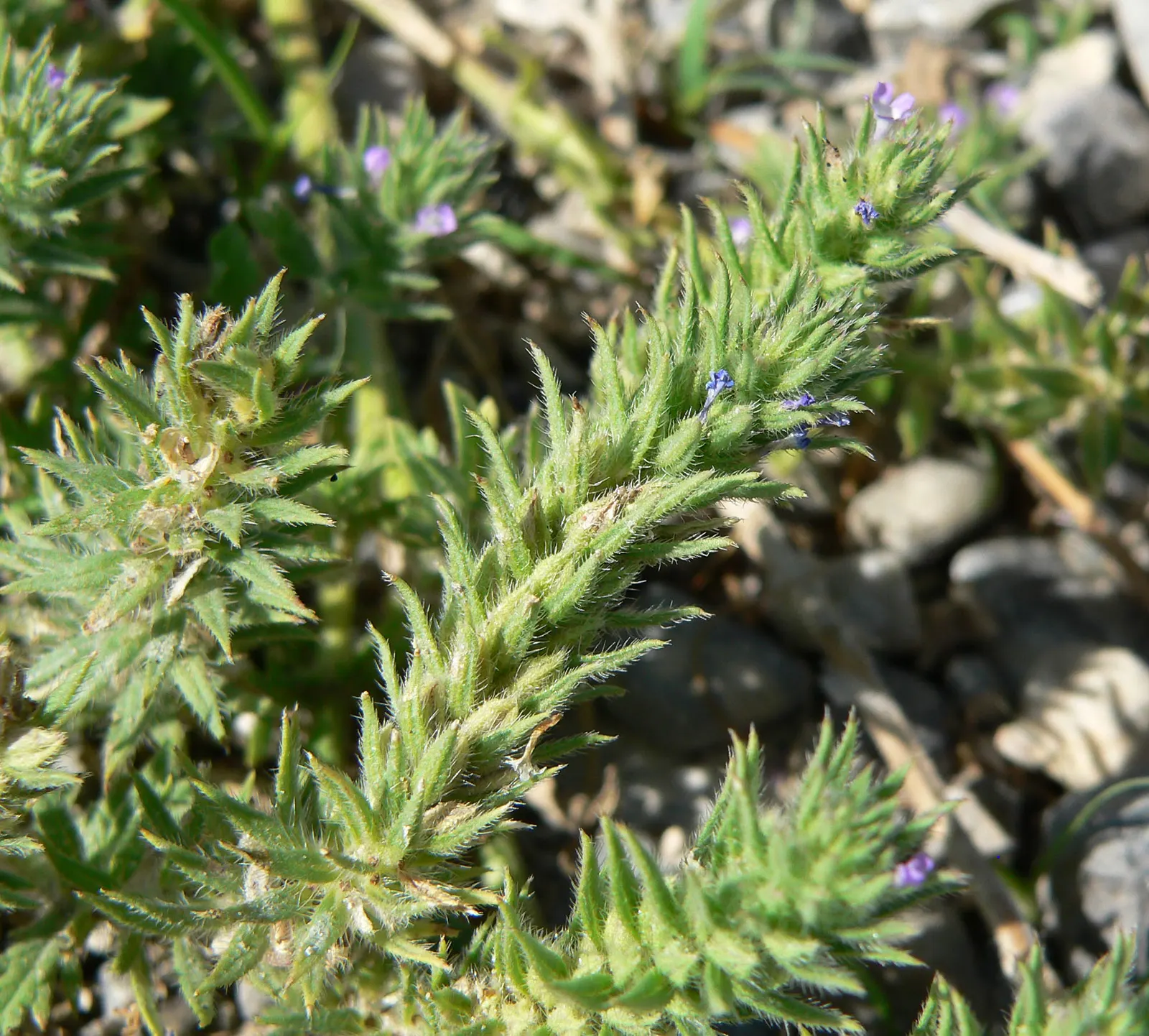 Common Verbena (Verbena Peruviana Cv.) — Department of Agriculture plant hardiness zones 7 to 11