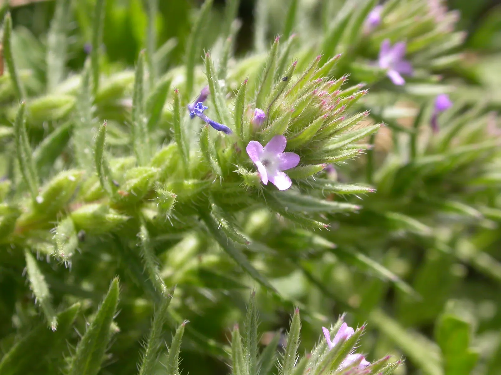 Common Verbena (Verbena Peruviana Cv.) — Blossom hues include vivid shades of pink