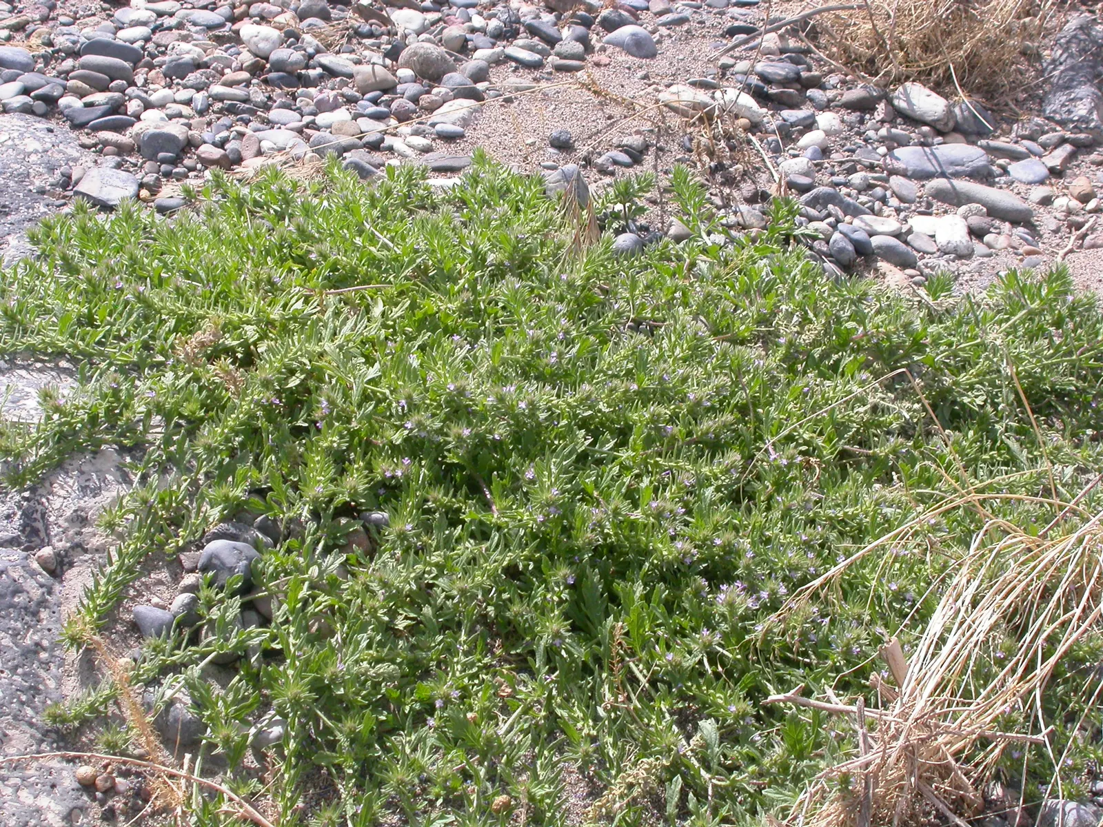 Common Verbena (Verbena Peruviana Cv.) — regular watering will encourage optimal flowering