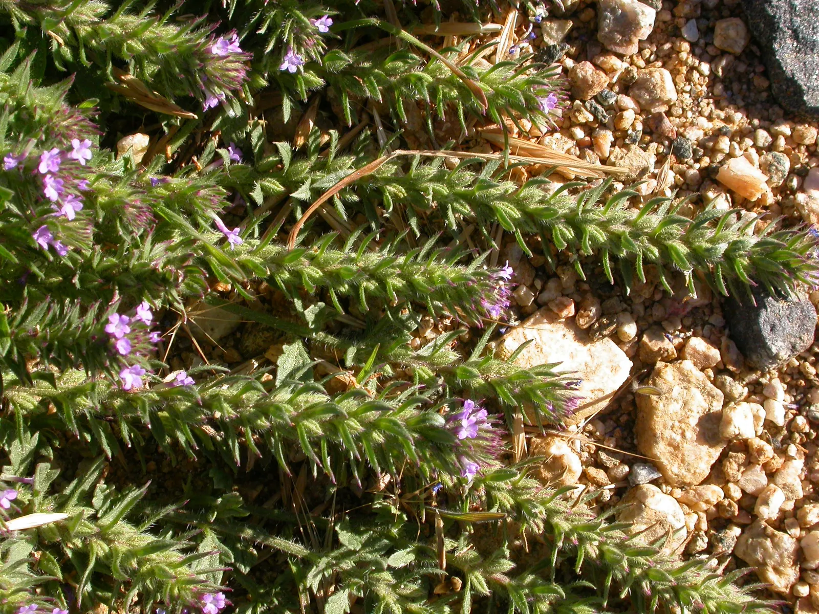 Common Verbena (Verbena Peruviana Cv.) — Blossom hues include vivid shades of pink; it thrives in full sun and well-drained soil, delivering a lengthy bloom