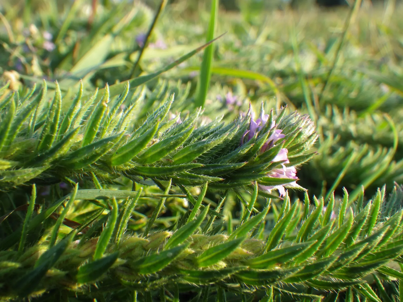 Common Verbena (Verbena Peruviana Cv.) — periodic deadheading of spent blossoms is recommended