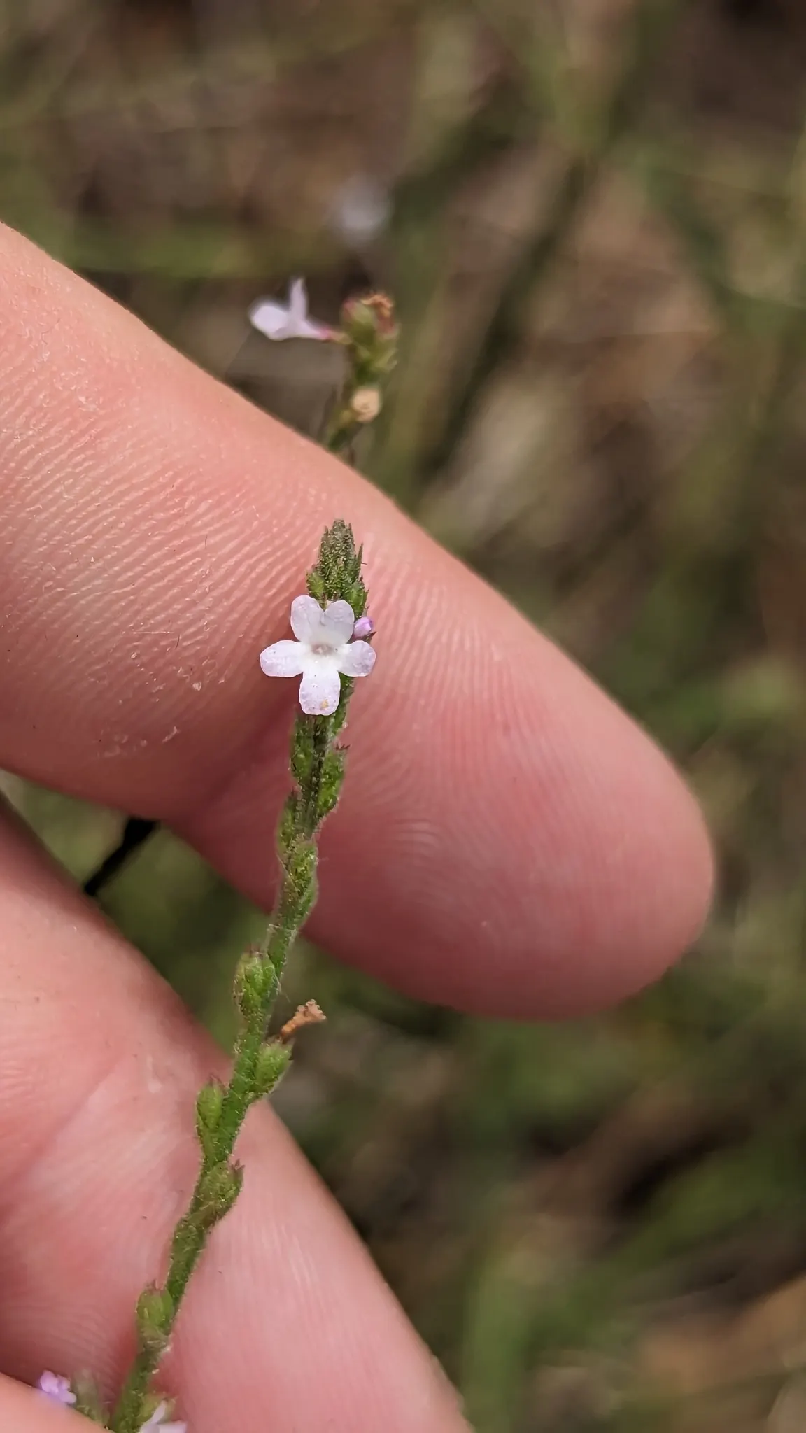 Common Verbena (Verbena Peruviana Cv.) — ground cover / perennial / shrub for full or half
