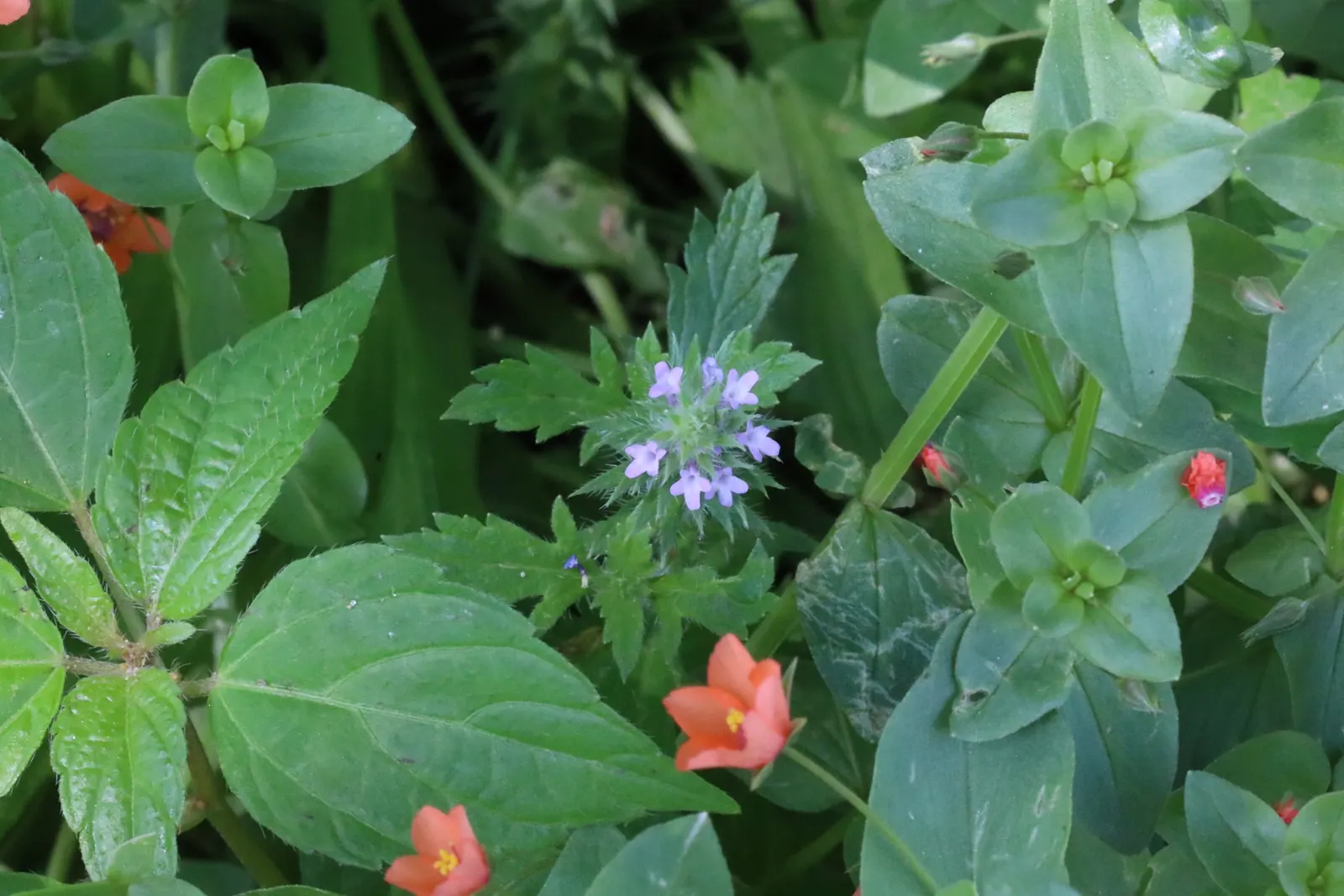 Common Verbena (Verbena Peruviana Cv.) — typically reaching a height of 12 inches with a spread that can span up to 24 inches; periodic deadheading of spent