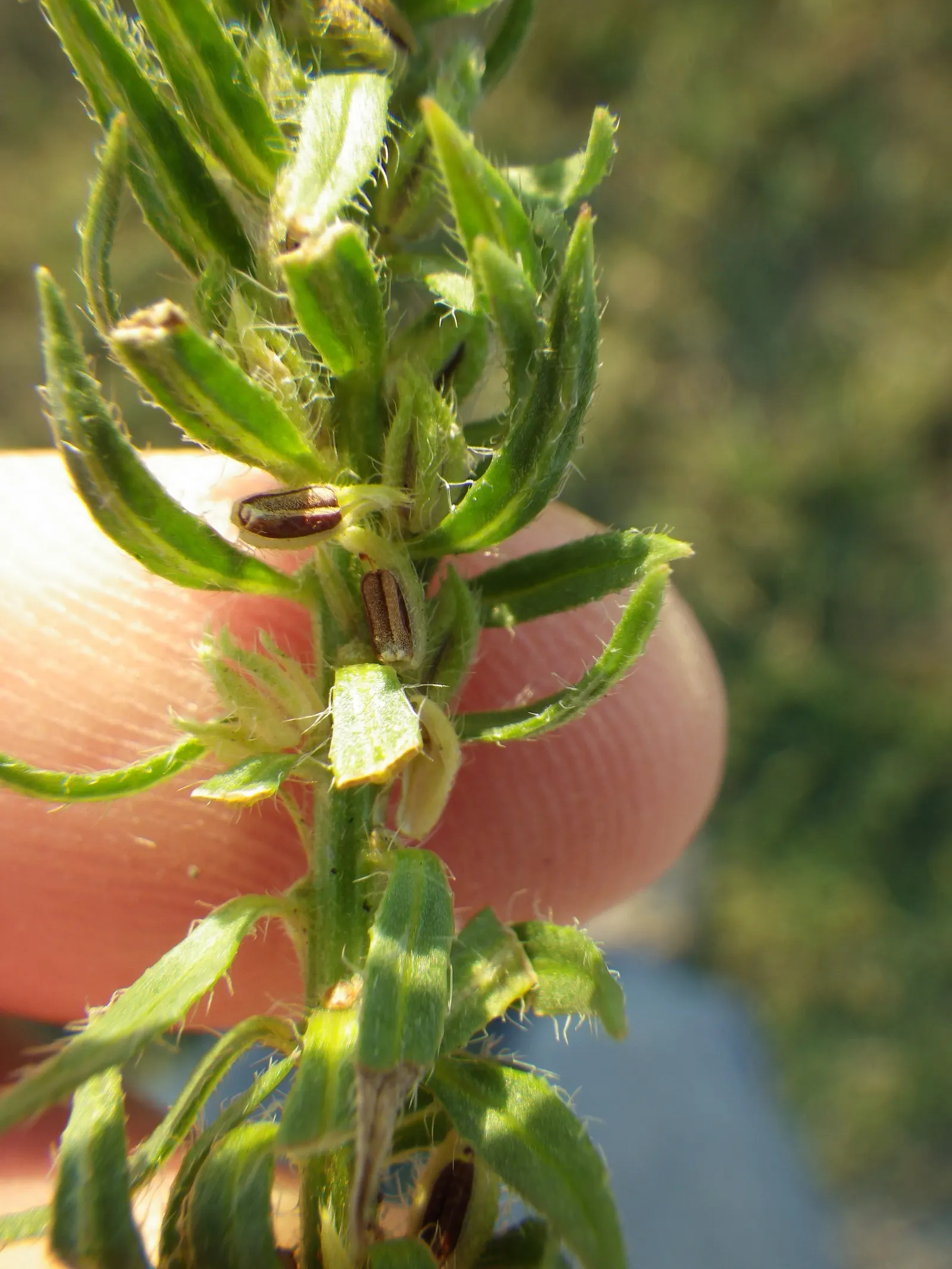 Common Verbena (Verbena Peruviana Cv.) — It also benefits from a balanced