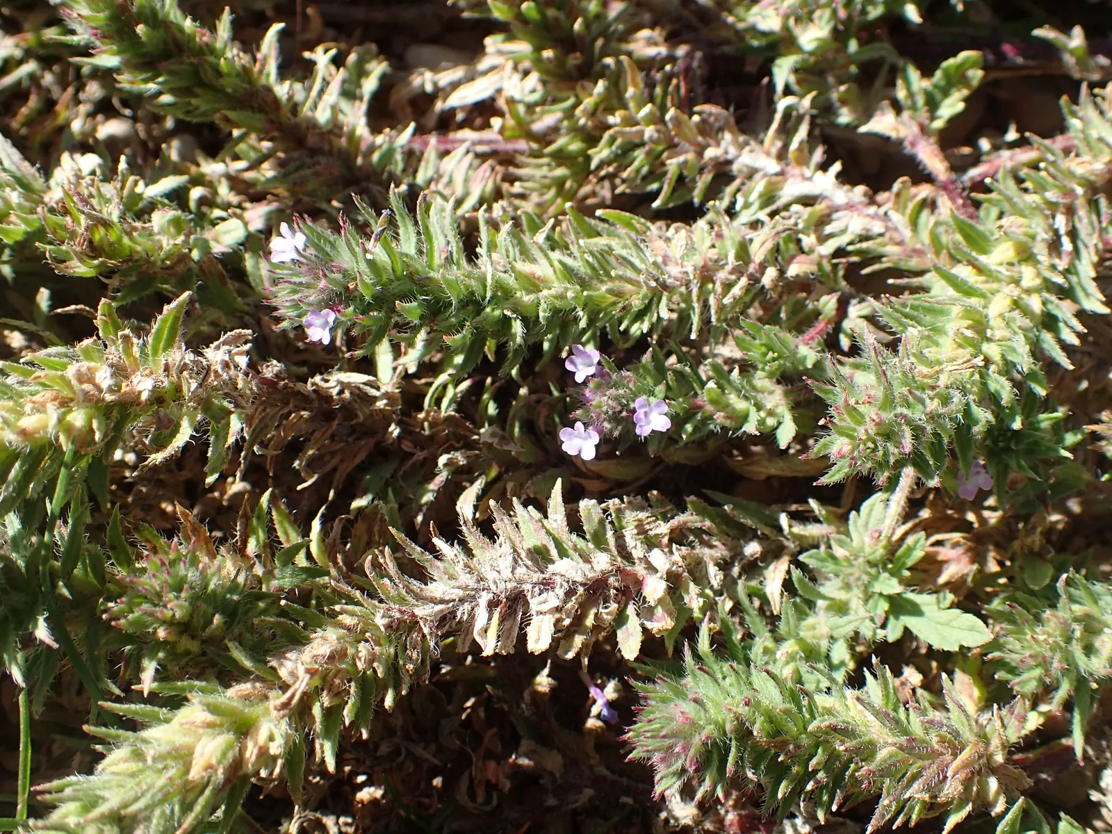 Common Verbena (Verbena Peruviana Cv.) — Common Verbena (Verbena peruviana cv.) is a vibrant perennial favored for its striking clusters of purple
