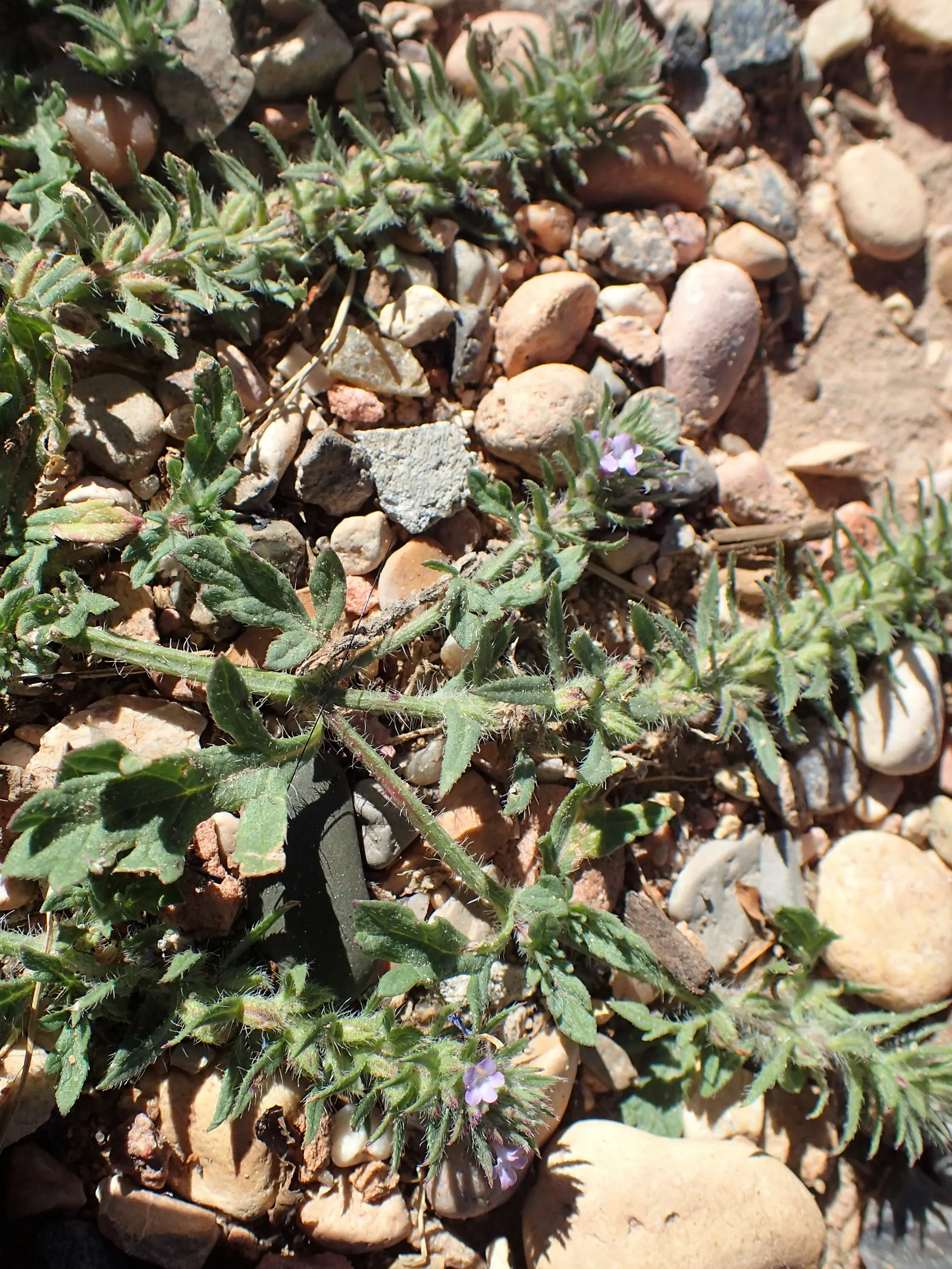 Common Verbena (Verbena Peruviana Cv.) — lavender and pink and purple flowers in the garden