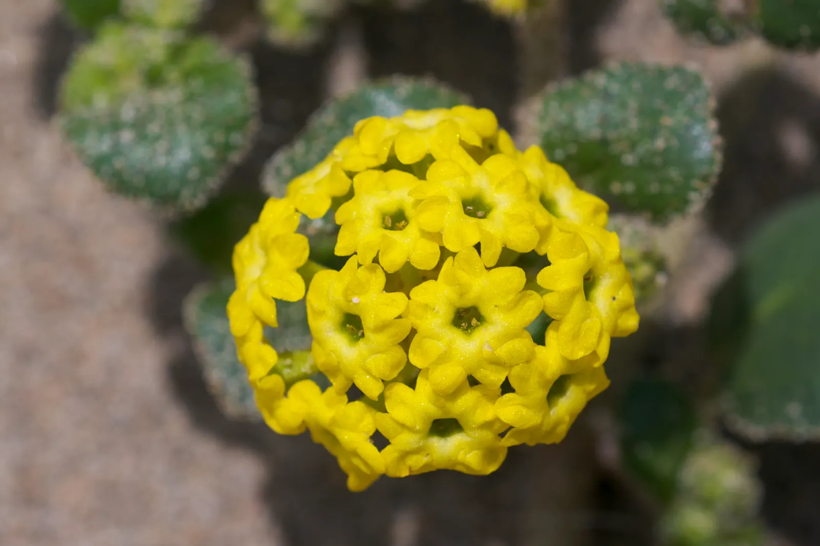 Common Verbena (Verbena Peruviana Cv.) — Common Verbena (Verbena peruviana cv.) is a vibrant and versatile perennial that thrives in U.S