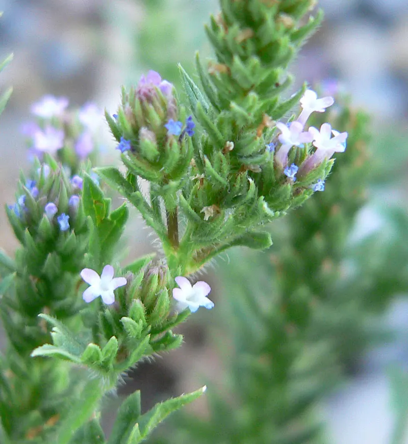 Common Verbena (Verbena Peruviana Cv.) — Common Verbena is an ideal choice for adding color to mixed borders
