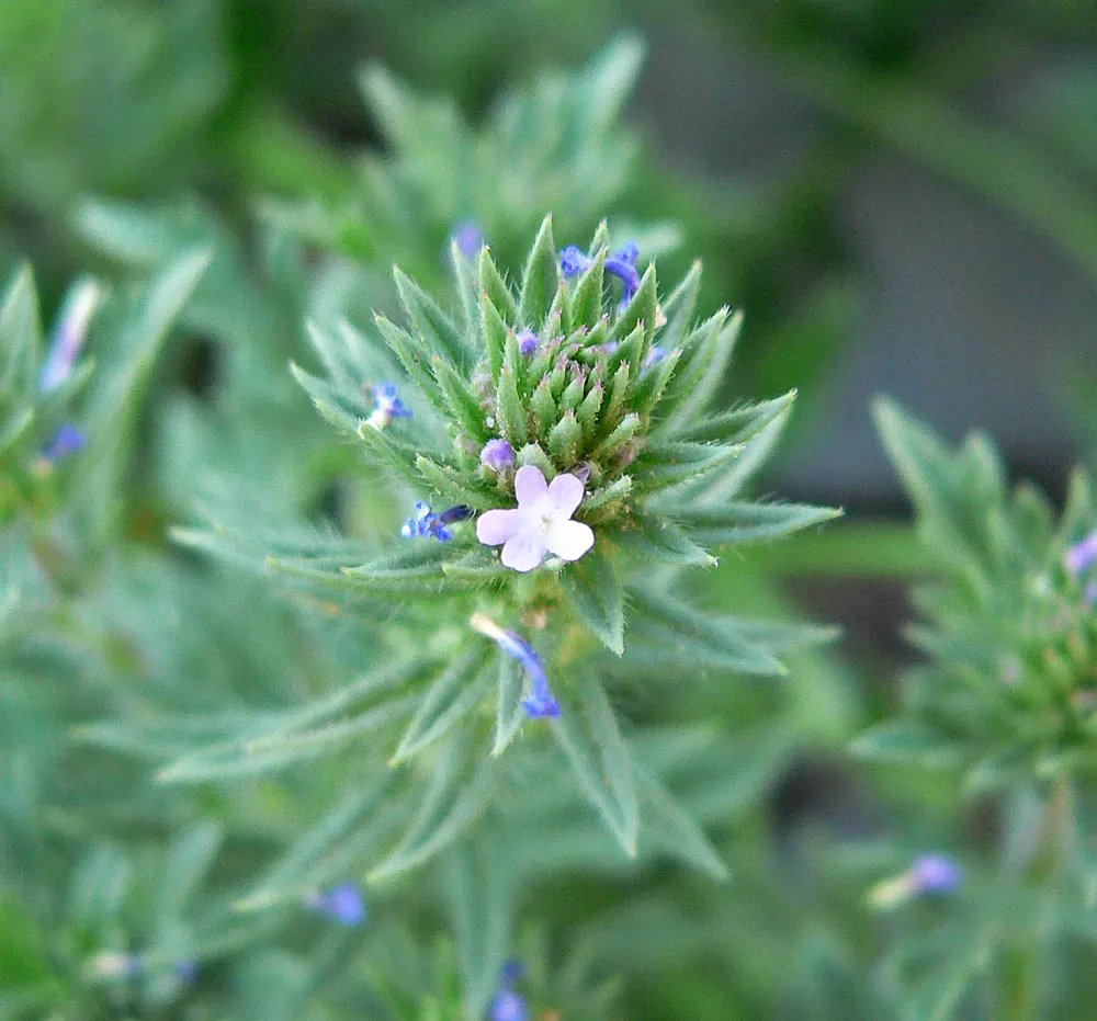Common Verbena (Verbena Peruviana Cv.) — typically reaching a height of 12 inches with a spread that can span up to 24 inches