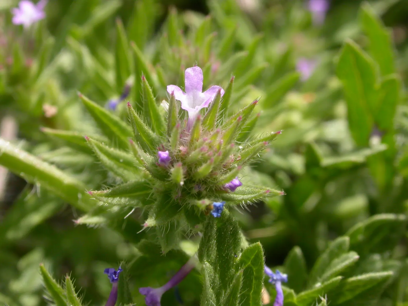 Common Verbena (Verbena Peruviana Cv.) — This sun-loving plant exhibits a spreading growth habit