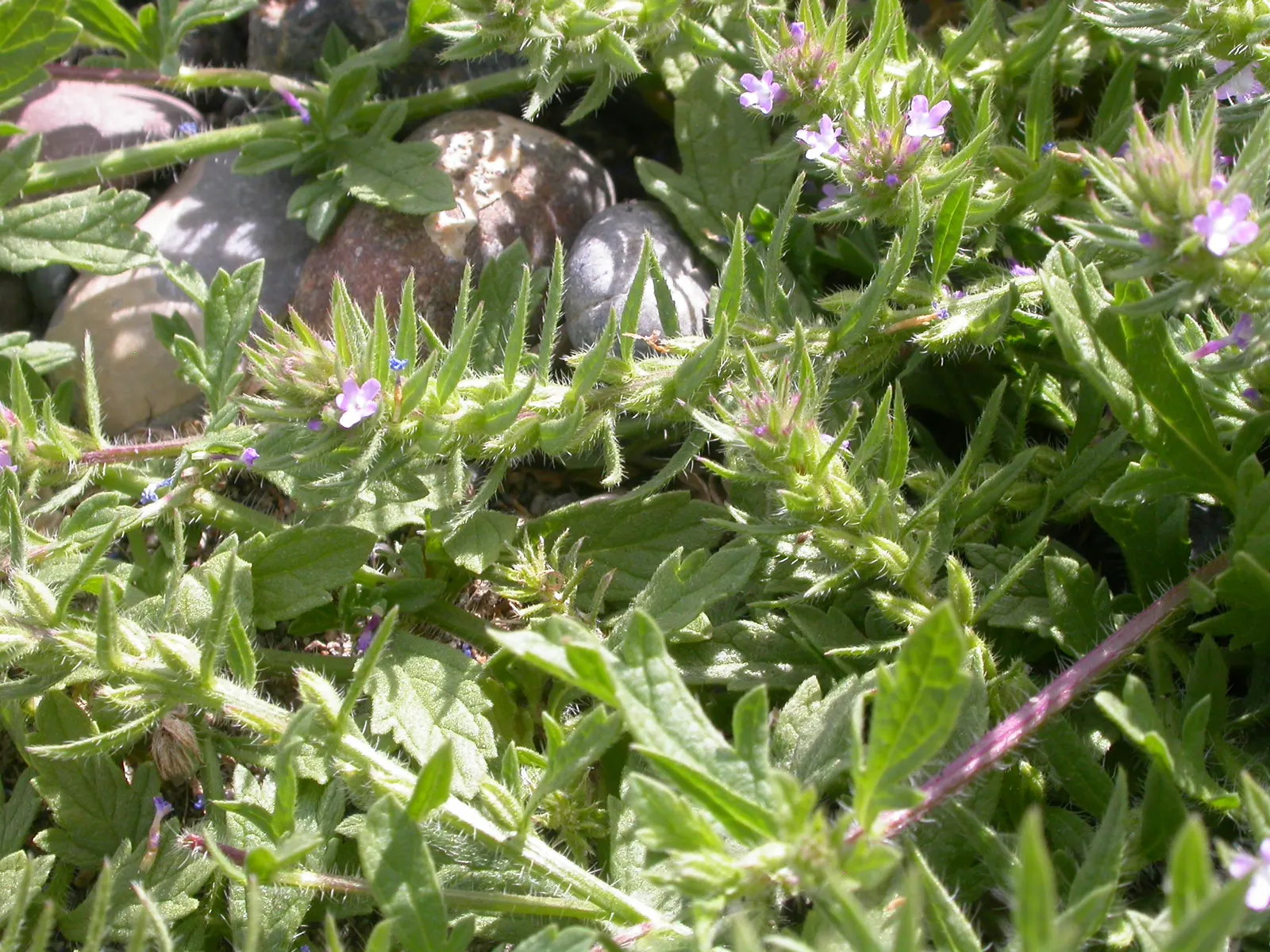 Common Verbena (Verbena Peruviana Cv.) — Its trailing nature makes it a perfect selection for hanging baskets and container arrangements