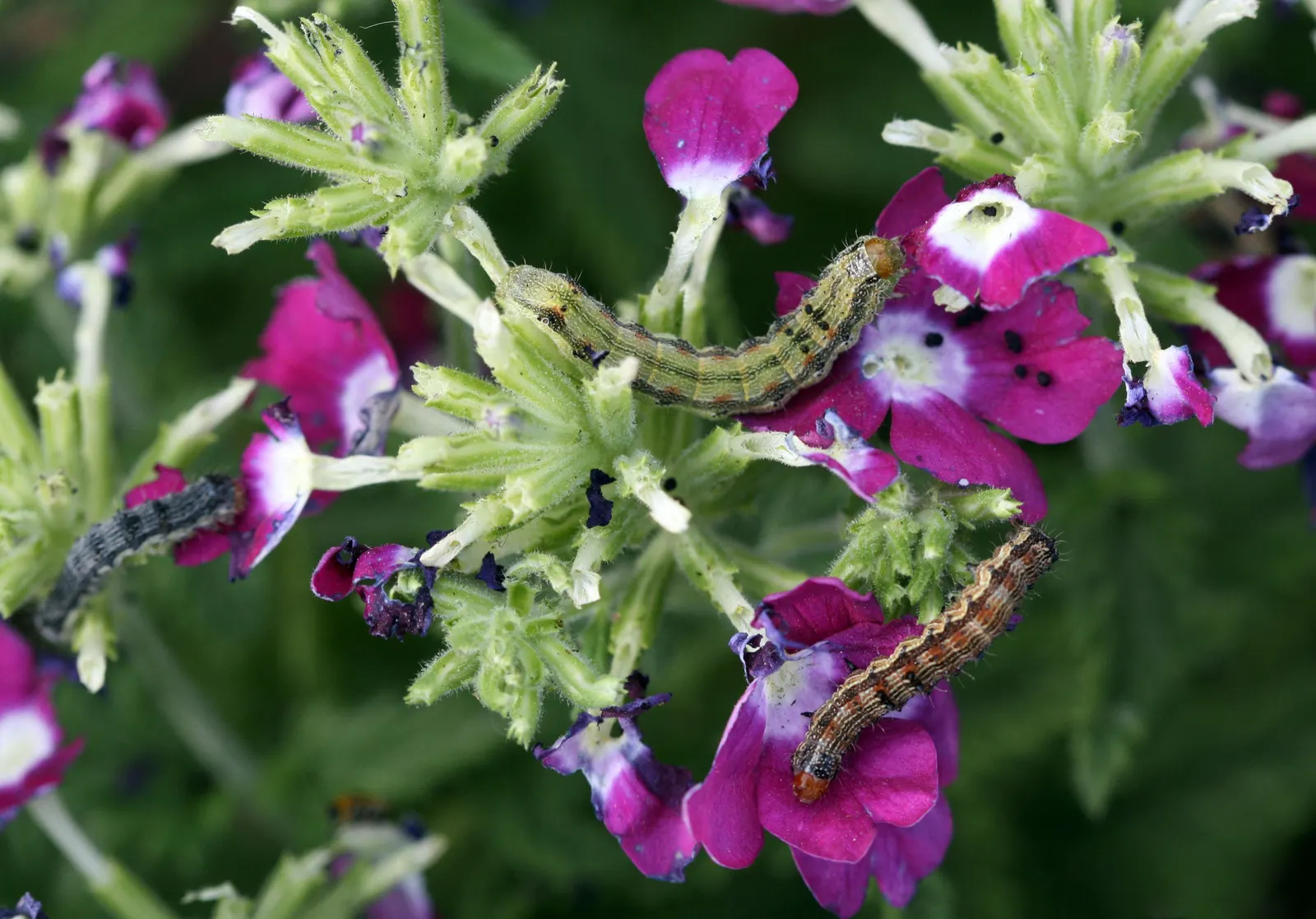 Common Verbena (Verbena Peruviana Cv.) — This low-growing plant reaches heights of 12 inches and spreads up to 24 inches; although it tolerates moderate