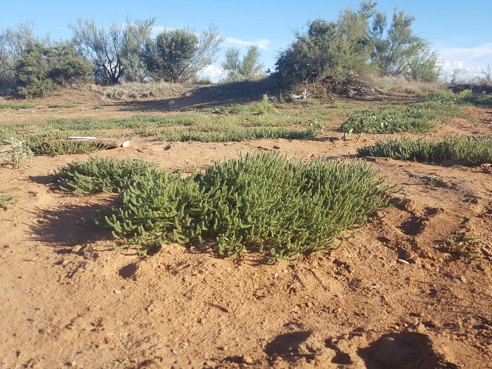 Common Verbena (Verbena Peruviana Cv.) — Although it tolerates moderate drought conditions once established