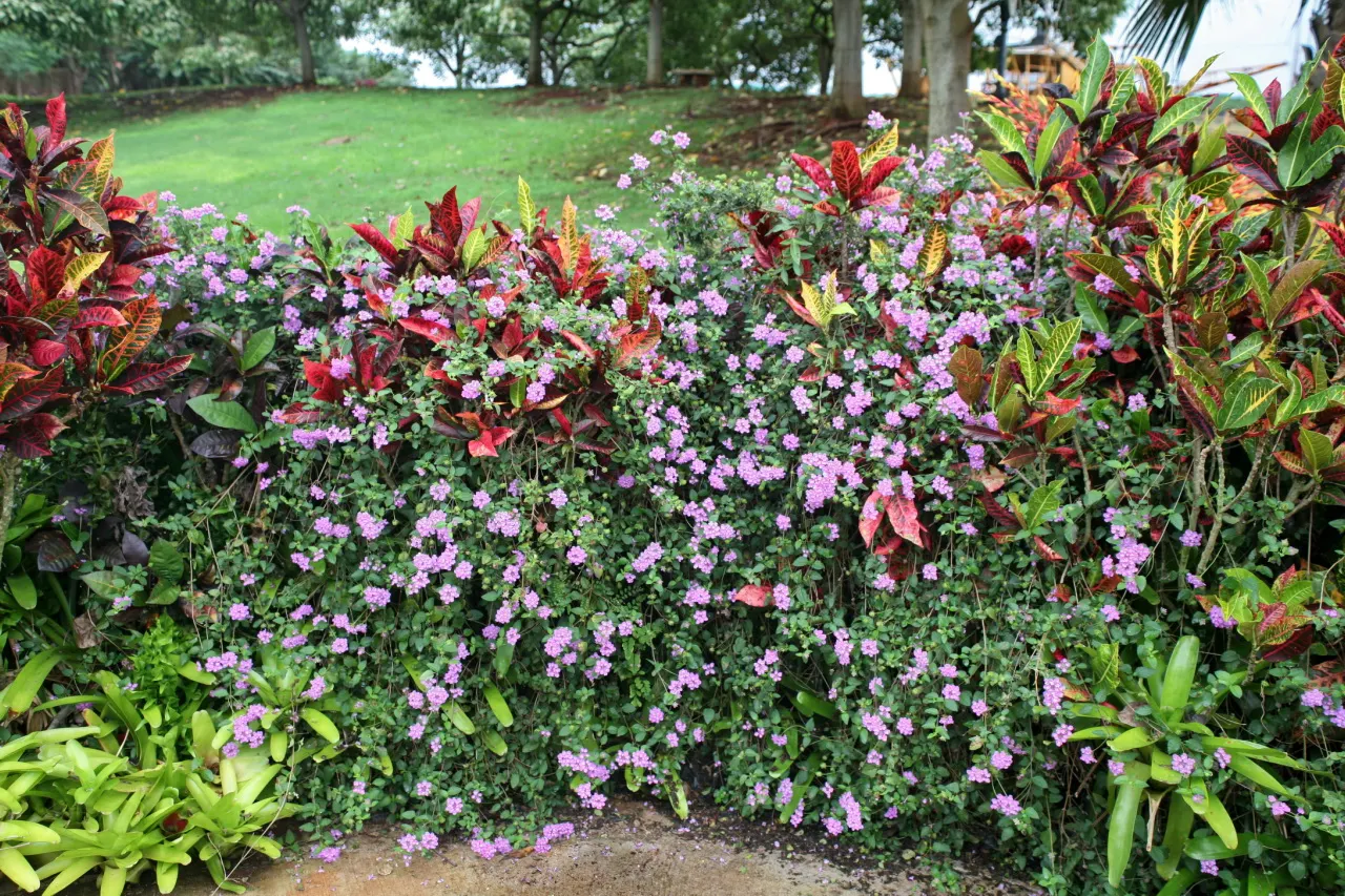Common Verbena (Verbena Peruviana Cv.) — Department of Agriculture plant hardiness zones 7 to 11; it thrives in full sun and well-drained soil, delivering a