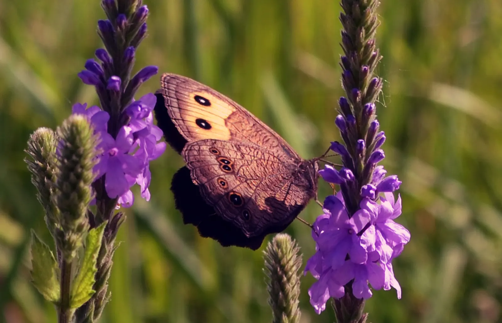 Common Verbena (Verbena Peruviana Cv.) — Although it tolerates moderate drought conditions once established, image 32