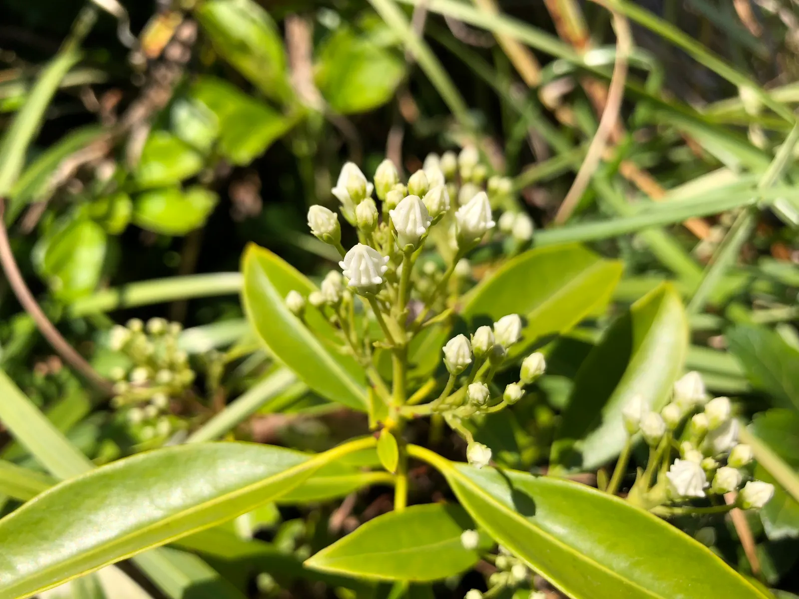 Laurel Oak (Quercus laurifolia) — be mindful of its size and the potential for root system expansion; often found thriving in coastal plains and lowland