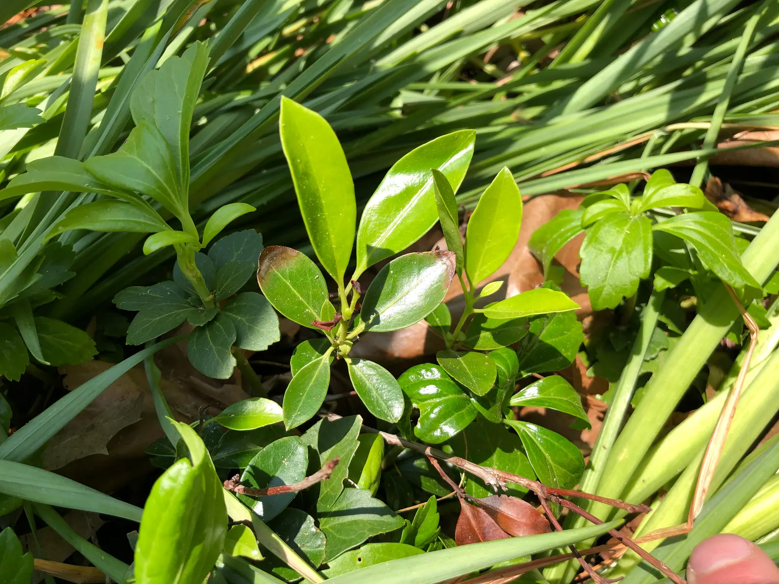 Laurel Oak (Quercus laurifolia) — ensuring ample space for growth without interference with structures or paved surfaces