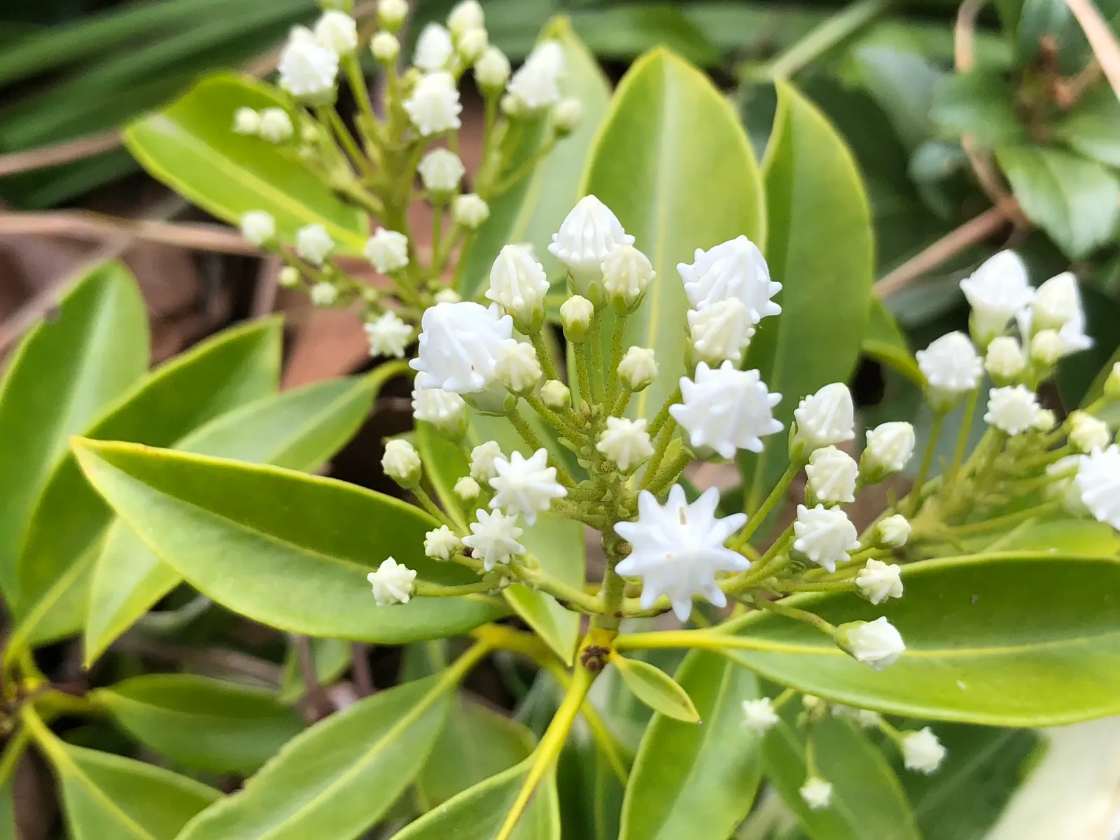 Laurel Oak (Quercus laurifolia) — the Laurel Oak should be planted in full sun to partial shade