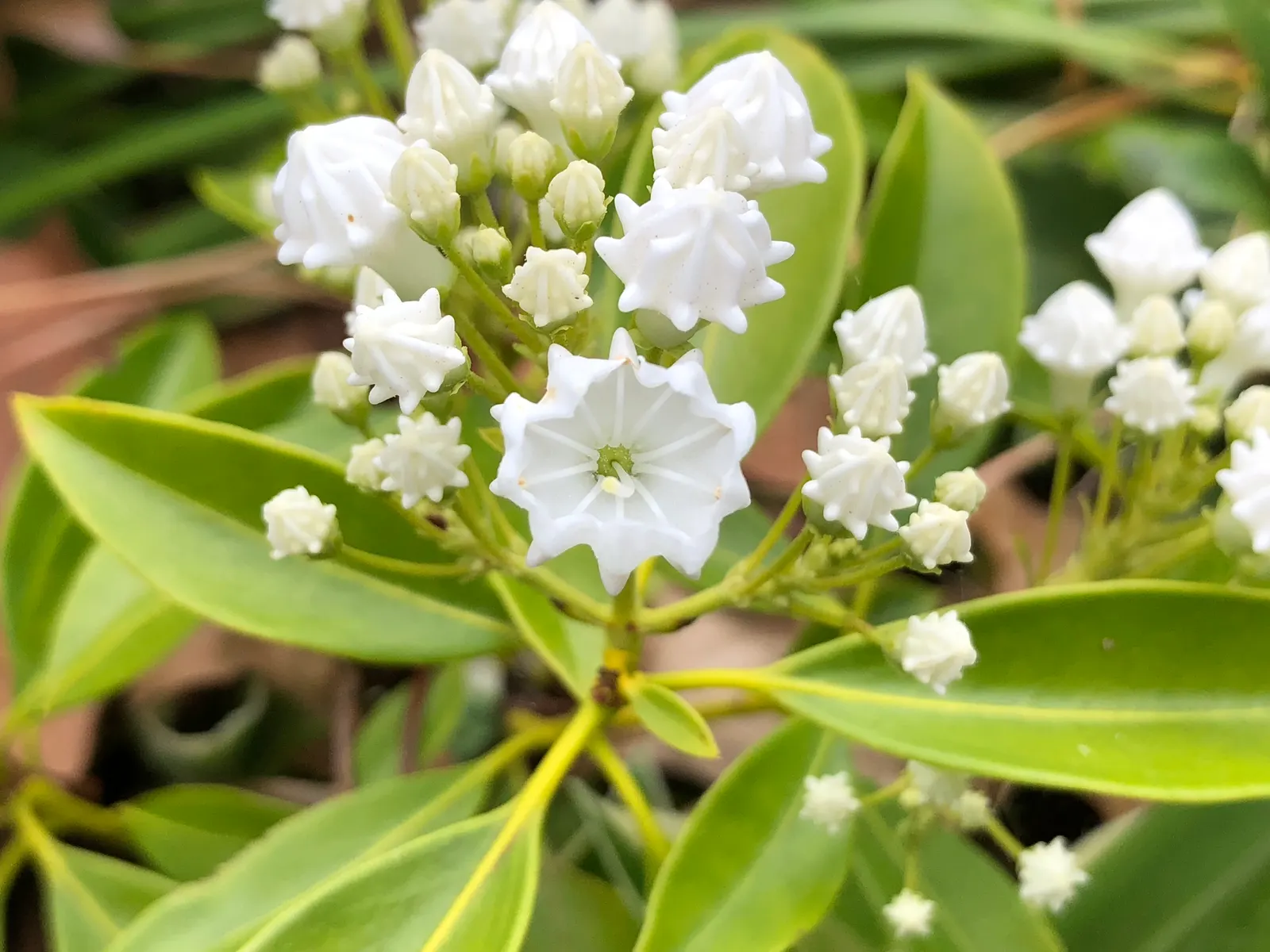 Laurel Oak (Quercus laurifolia) — Often found thriving in coastal plains and lowland terrains; this oak thrives in zones 6-9, prefers full sun, and tolerates