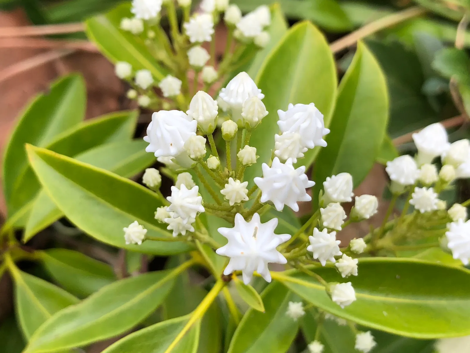 Laurel Oak (Quercus laurifolia) — <br><br>Laurel Oaks are relatively short-lived for an oak, with lifespans ranging around 50 to 70 years; the foliage